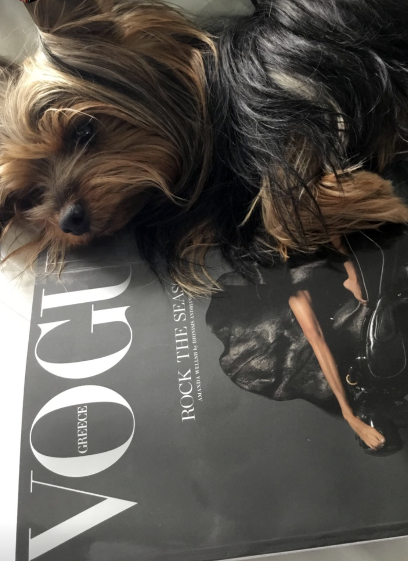 Small dog lying on fashion magazine