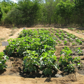 A vegetable garden with leafy green plants and small seedlings in rows, surrounded by trees.