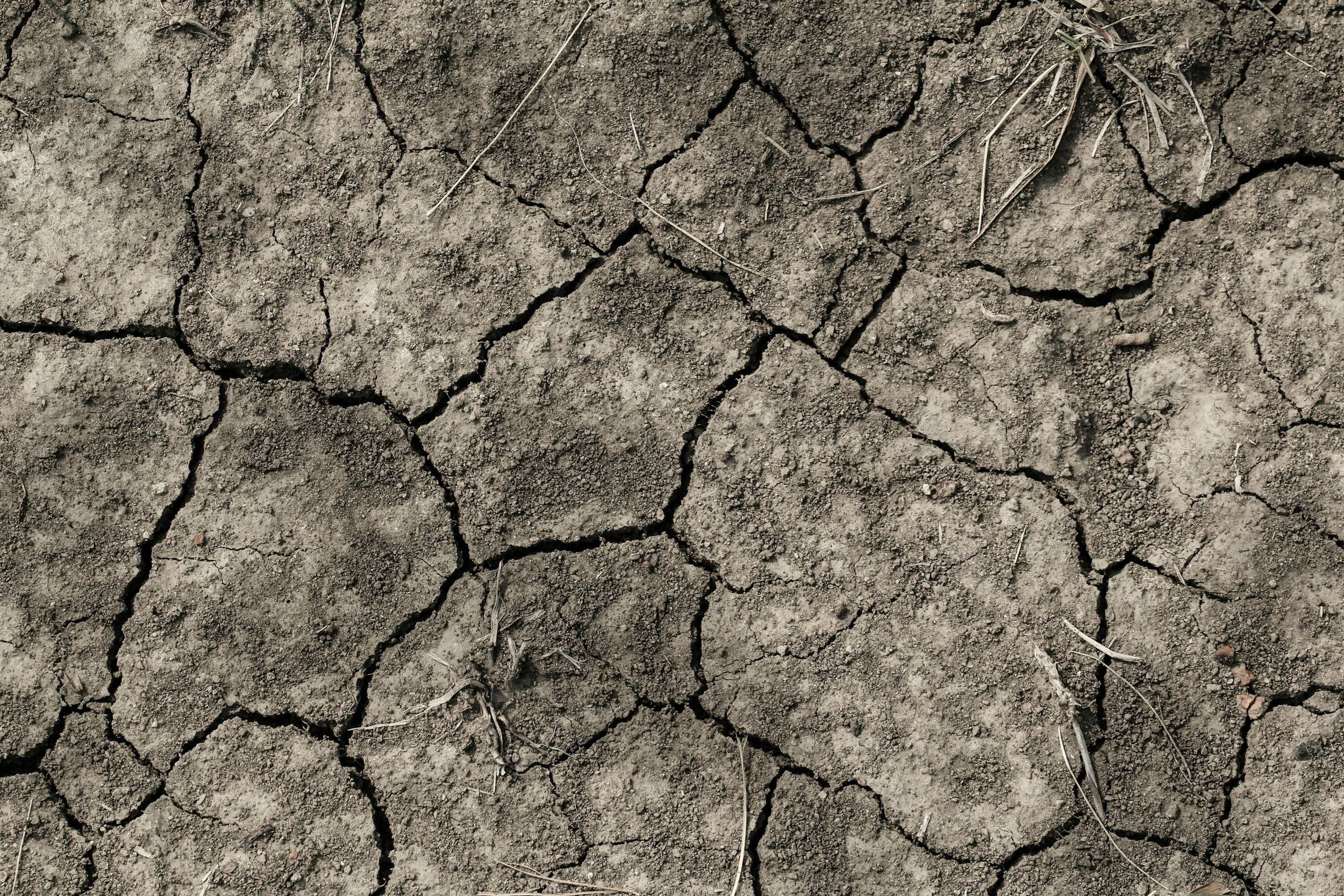 What the June 2026 Heatwave Can Teach Us About Soil Health and Biochar
