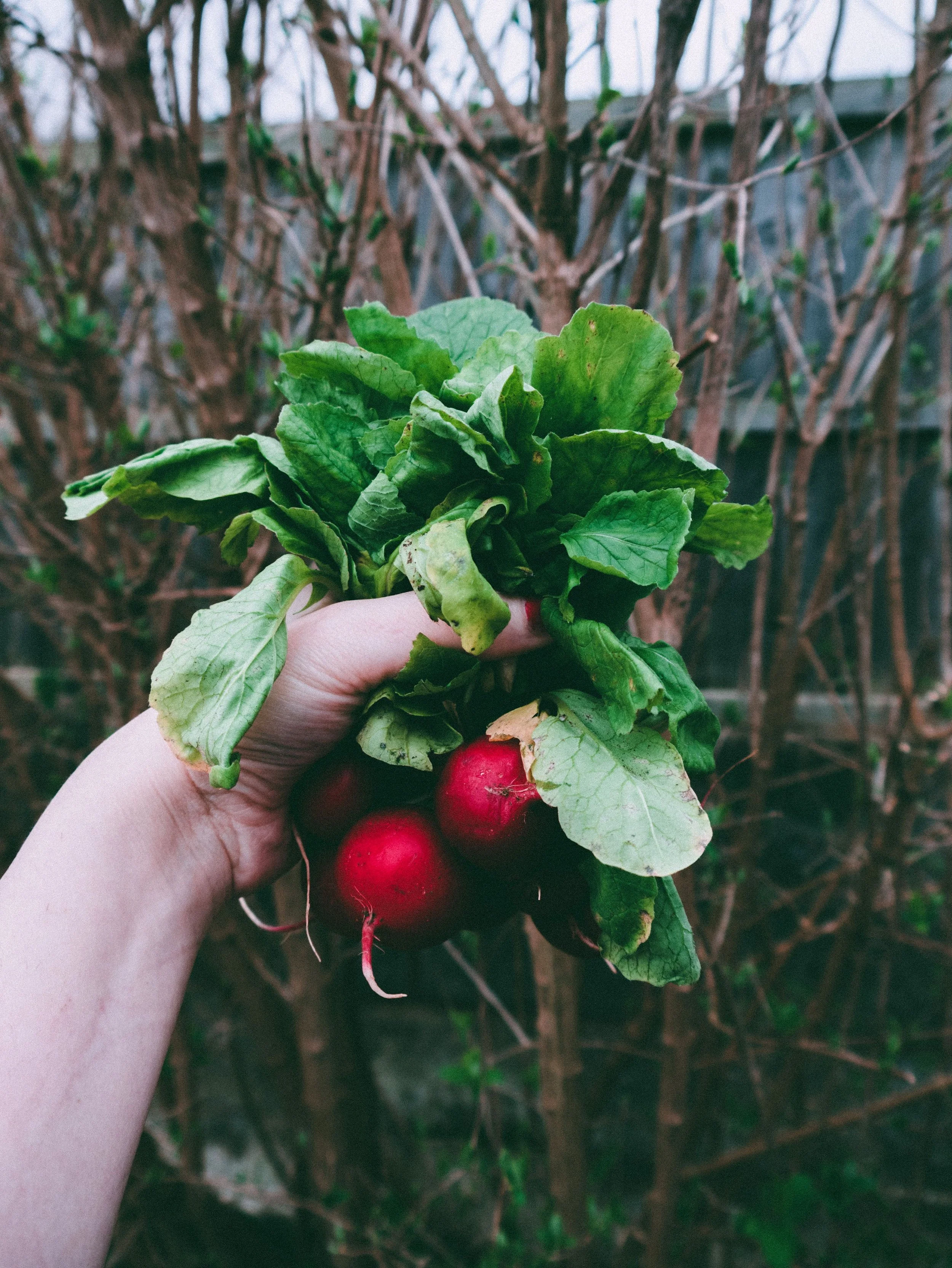 How to Use Biochar on Your Allotment: A Practical Guide for Healthier Soil