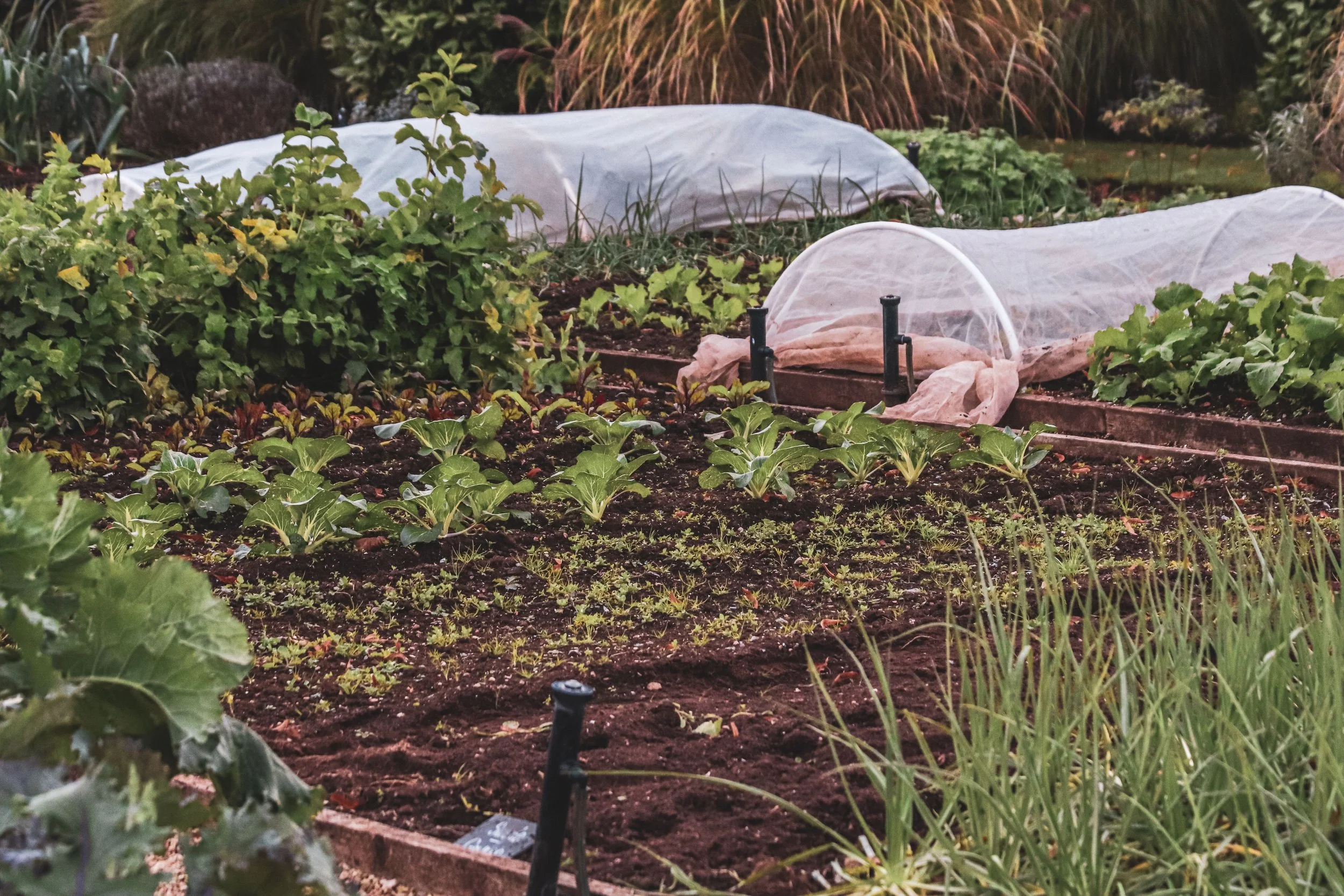 Biochar and No-Dig Gardening:You Don't Need to Dig It In!