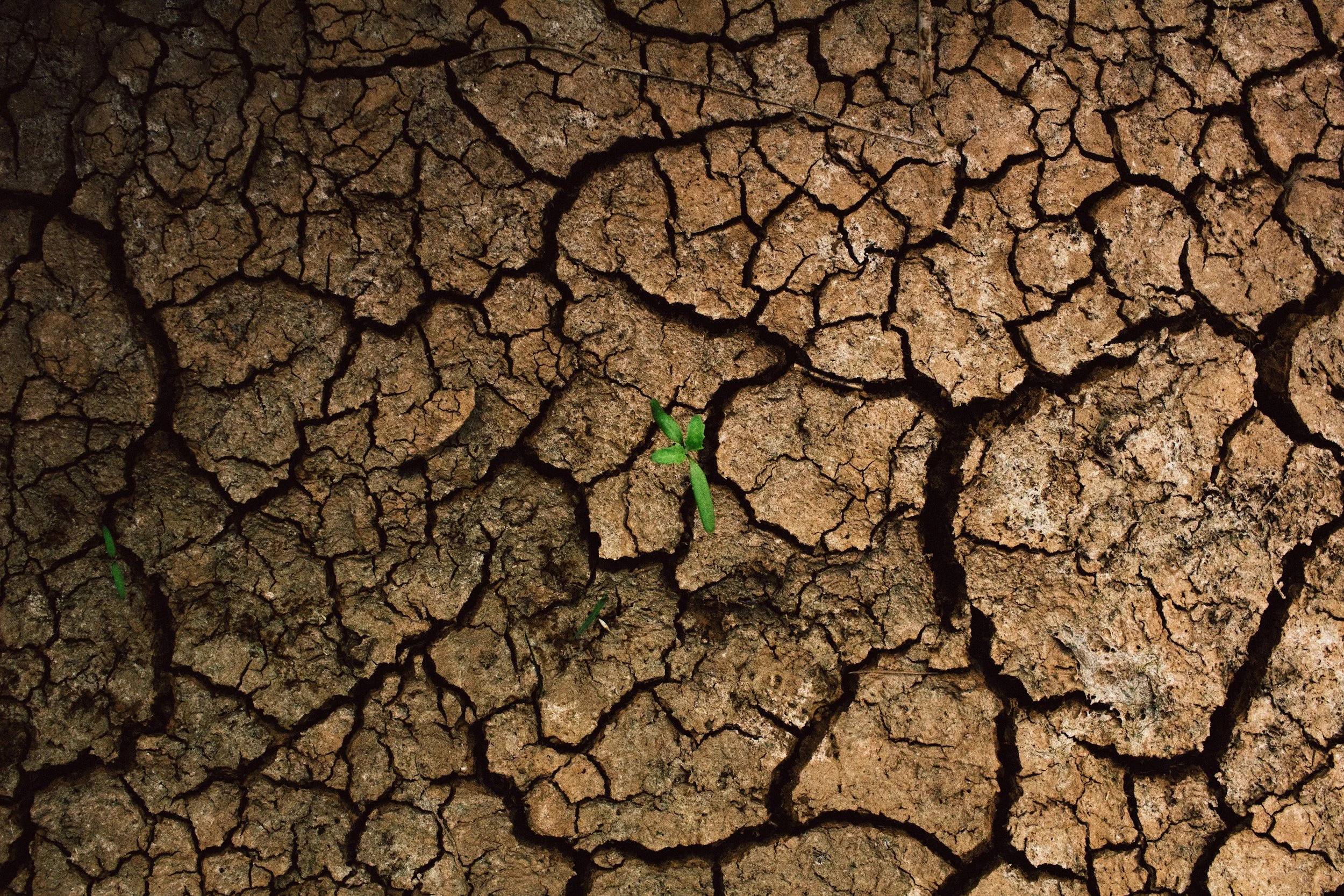 Biochar and Extreme Weather Resilience: Building Resilient Soil for More Extreme Weather