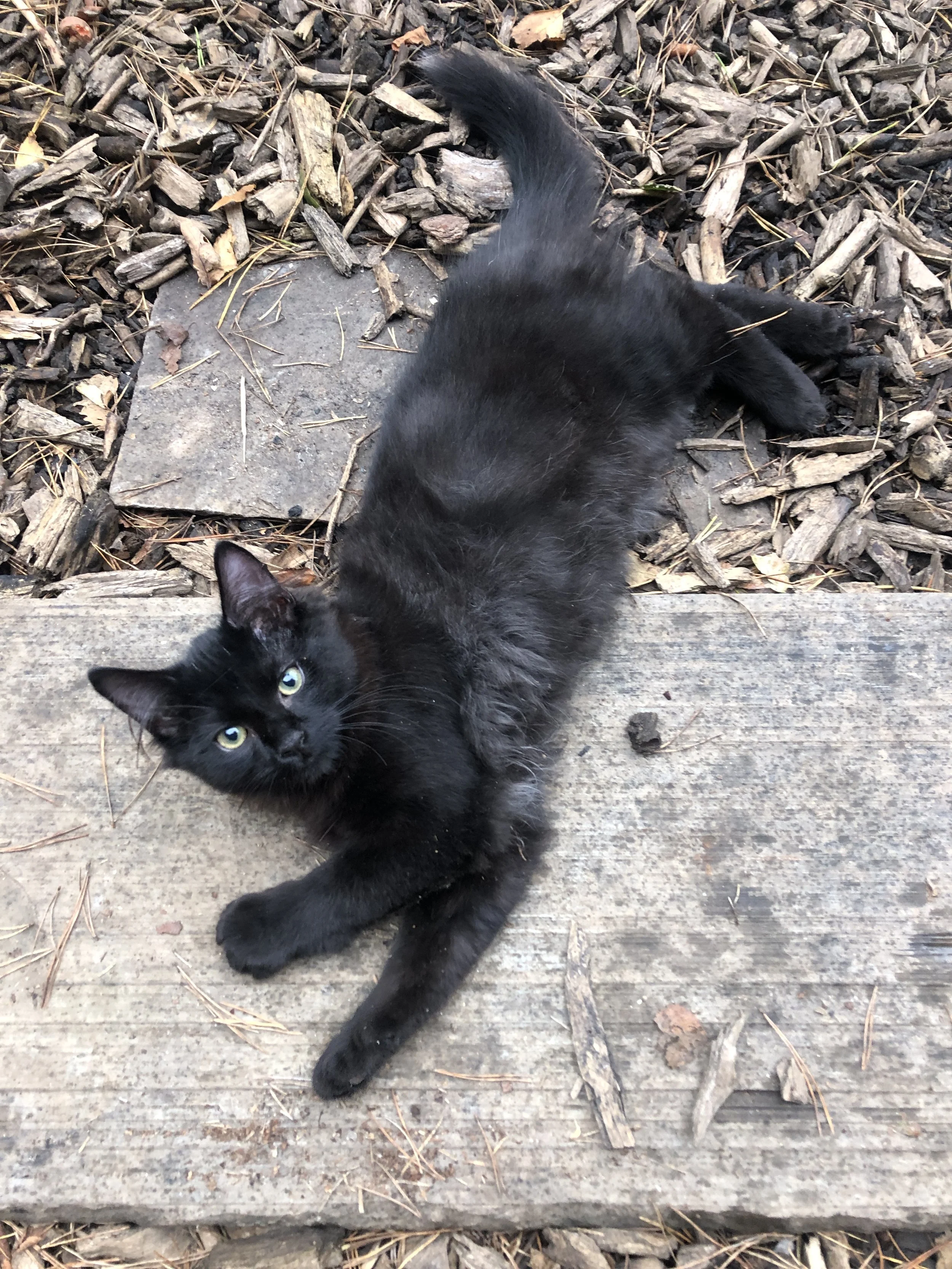 Black cat lying on its back on a wooden surface with wood chips and dried leaves around.
