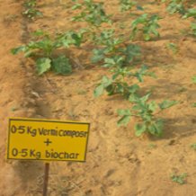 Plants growing in soil with a yellow sign indicating 0.5 kg vermicompost and biochar.