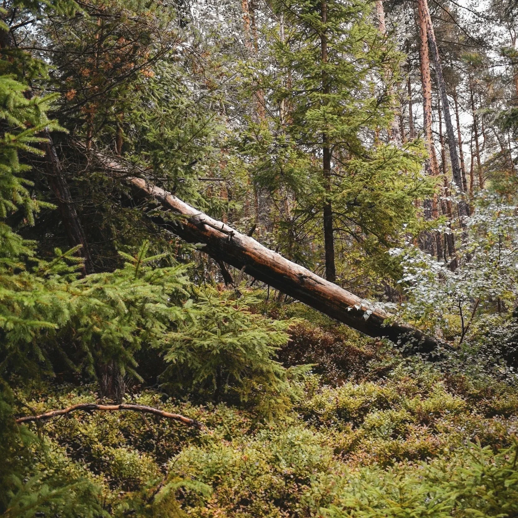 A dense forest scene with green trees, fallen logs, and undergrowth, with tall trees in the background.