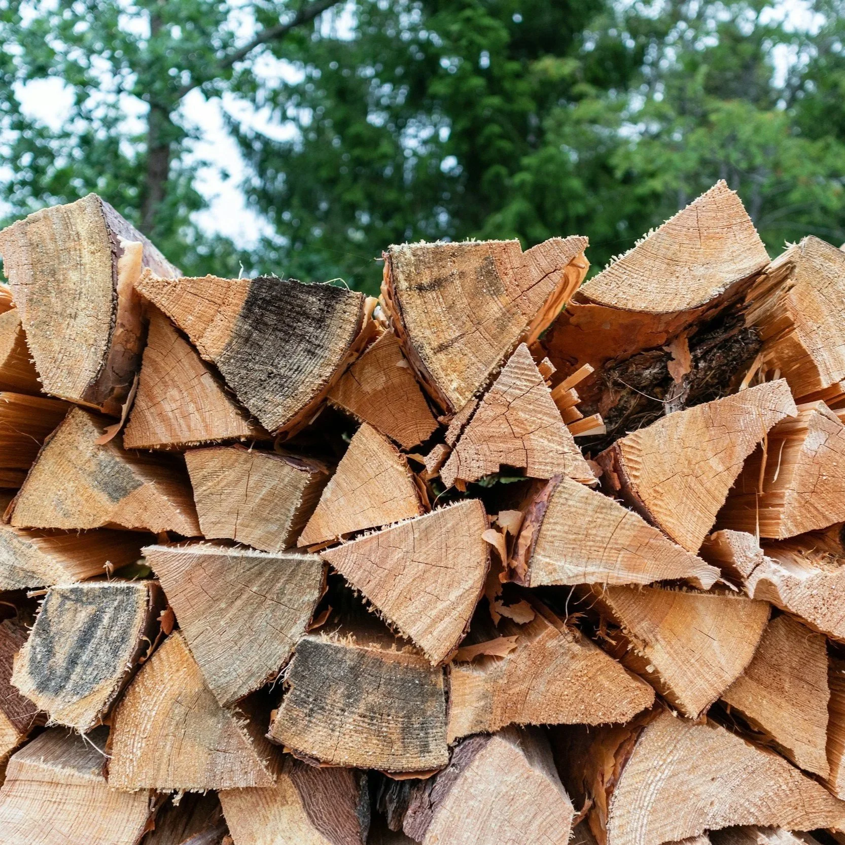 A stack of chopped firewood logs with a green leafy forest background.