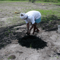 Person working with biochar outdoors, wearing a white shirt and a head covering.