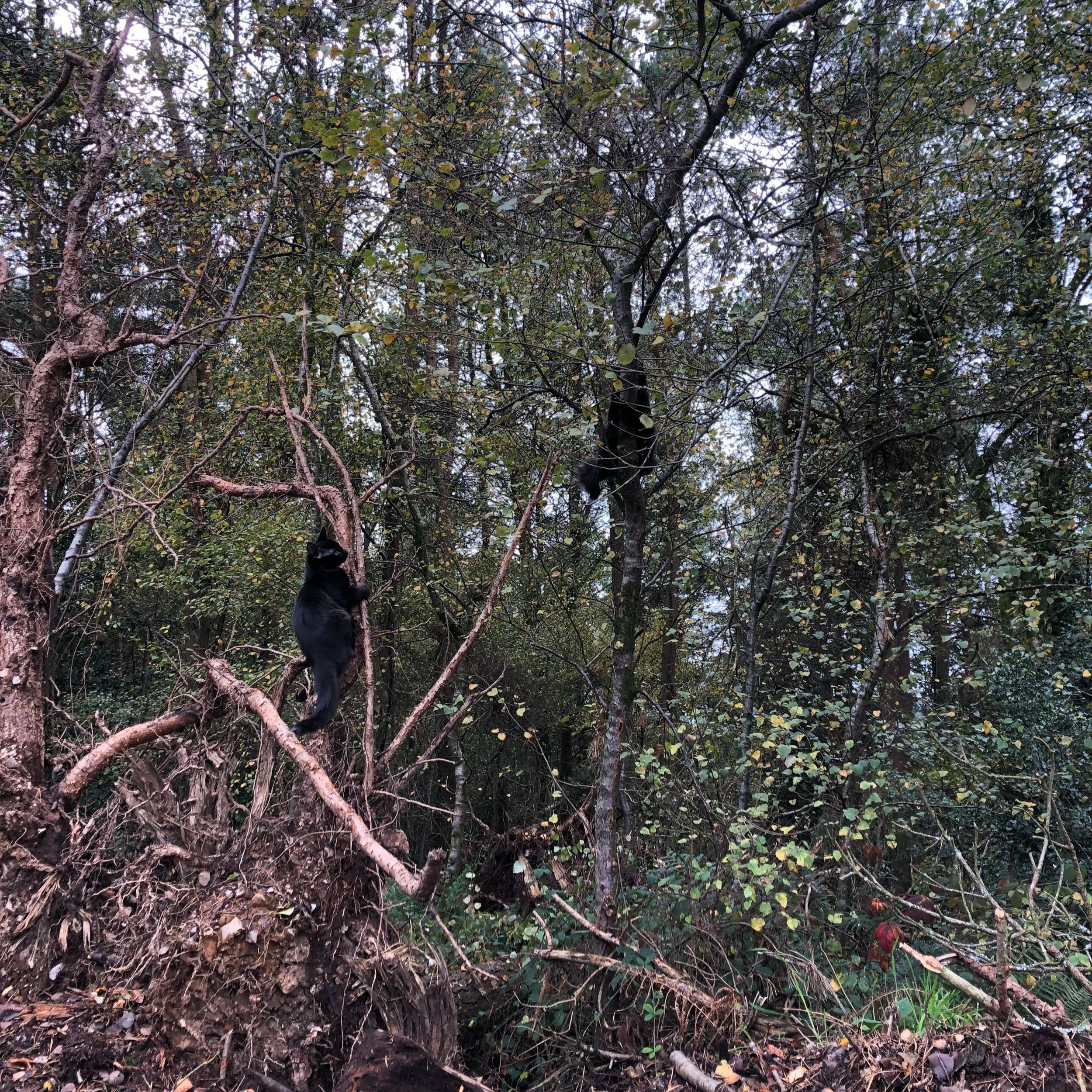 A nature scene with many trees and green leaves, some turning yellow, and a disturbed patch of soil with roots and leaves at the bottom, and a black cat sitting on the ground.