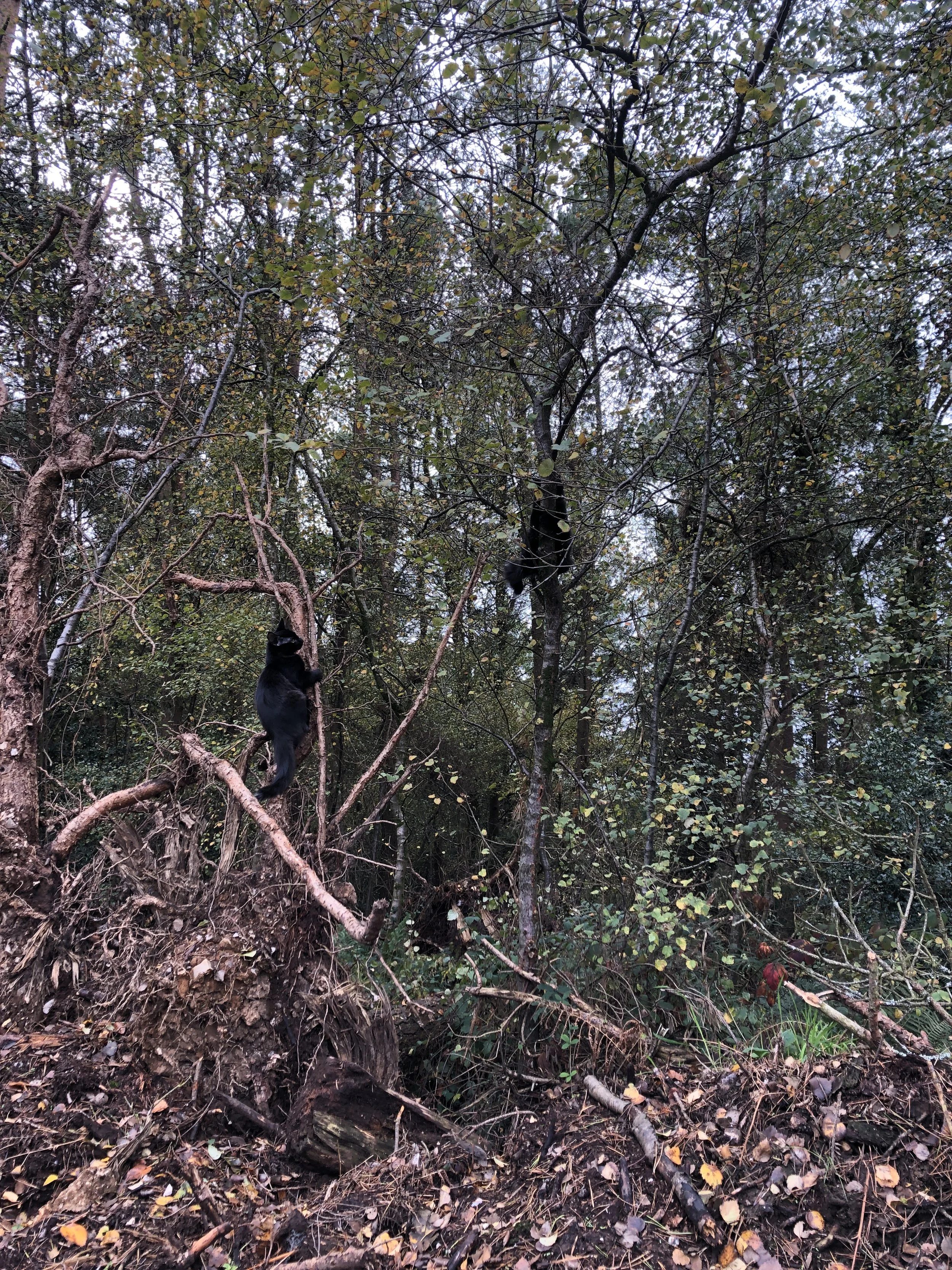 A black cat climbing on a tree in a wooded area with fallen leaves on the ground.