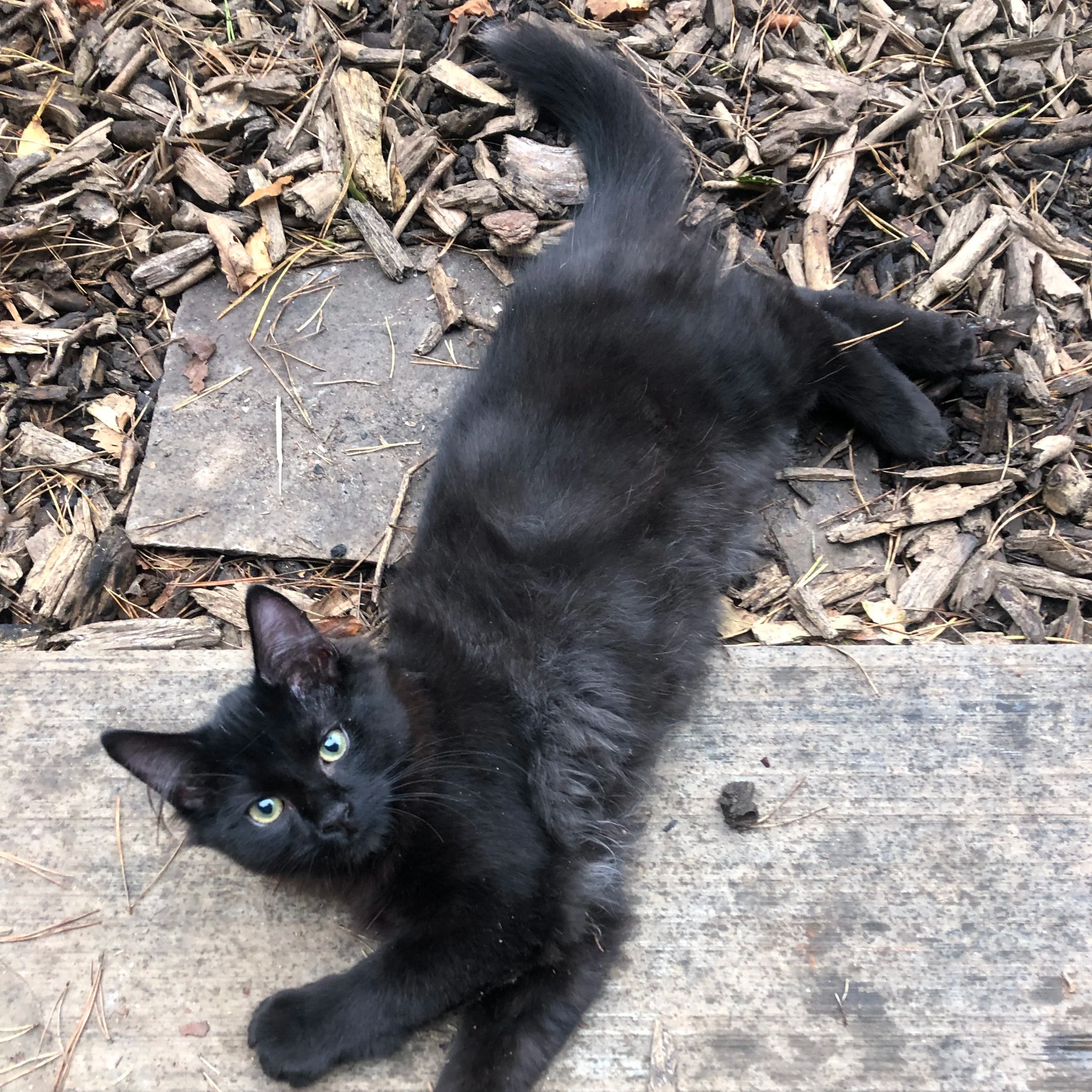 Black cat lying on a wooden deck surrounded by dry leaves and twigs.