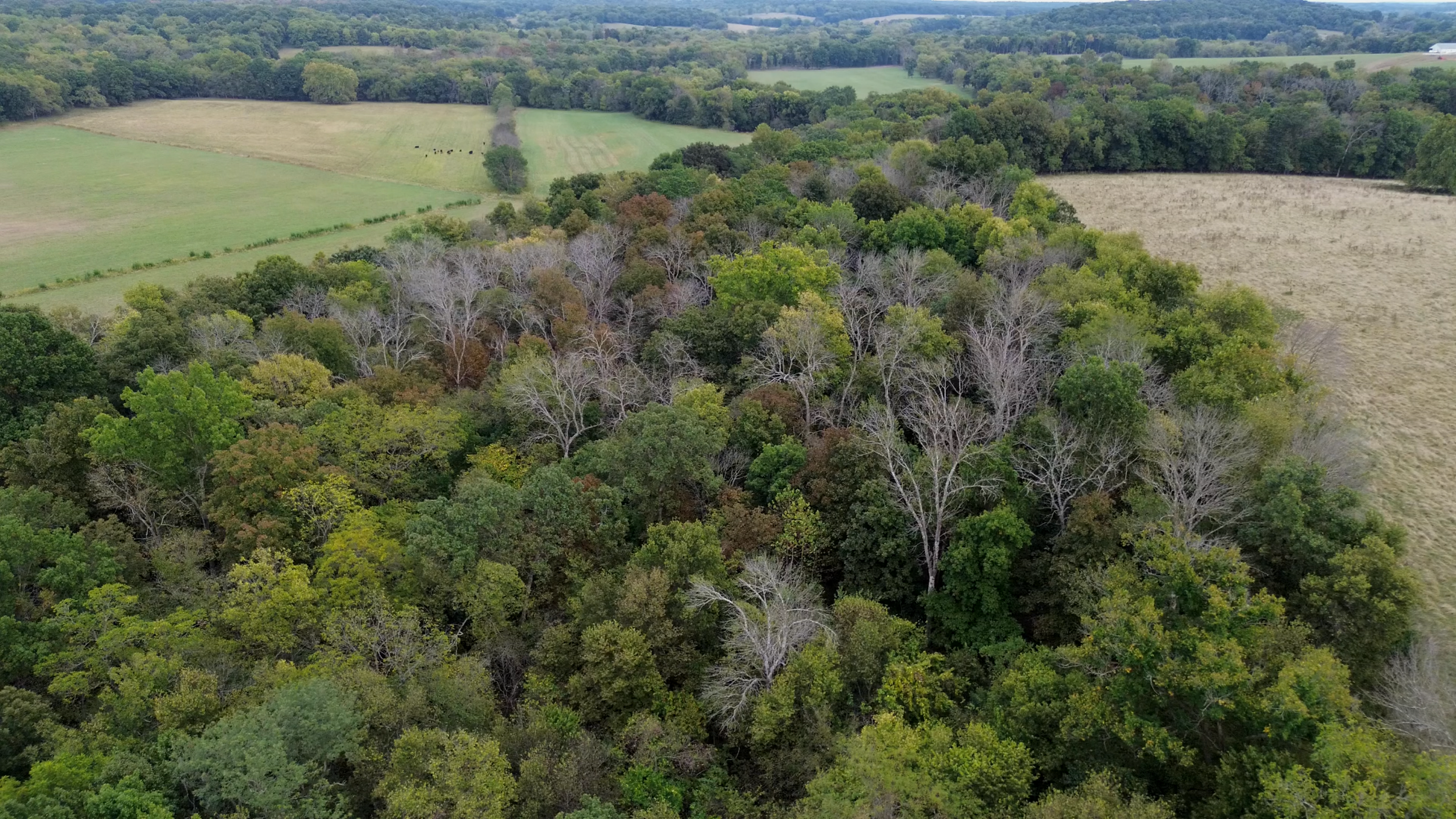 Aerial view of a lush green forest surrounded by farmland and open fields with trees and grasses in different shades of green and some bare trees.