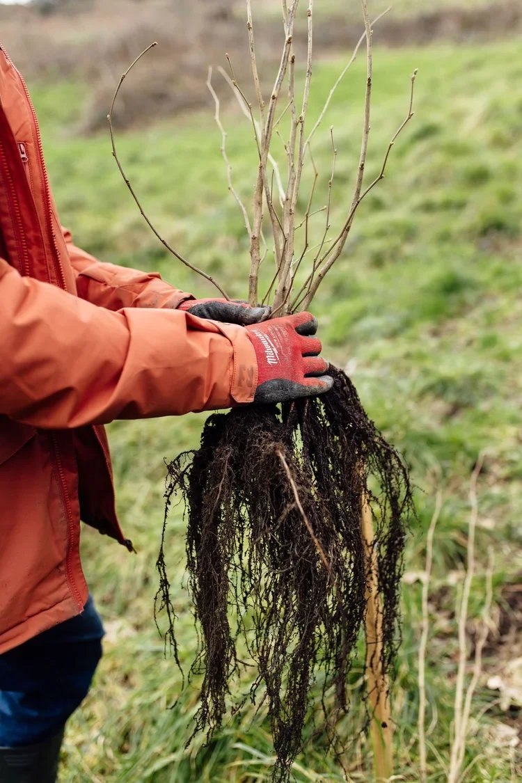 Tree Fund – Volunteer Morning