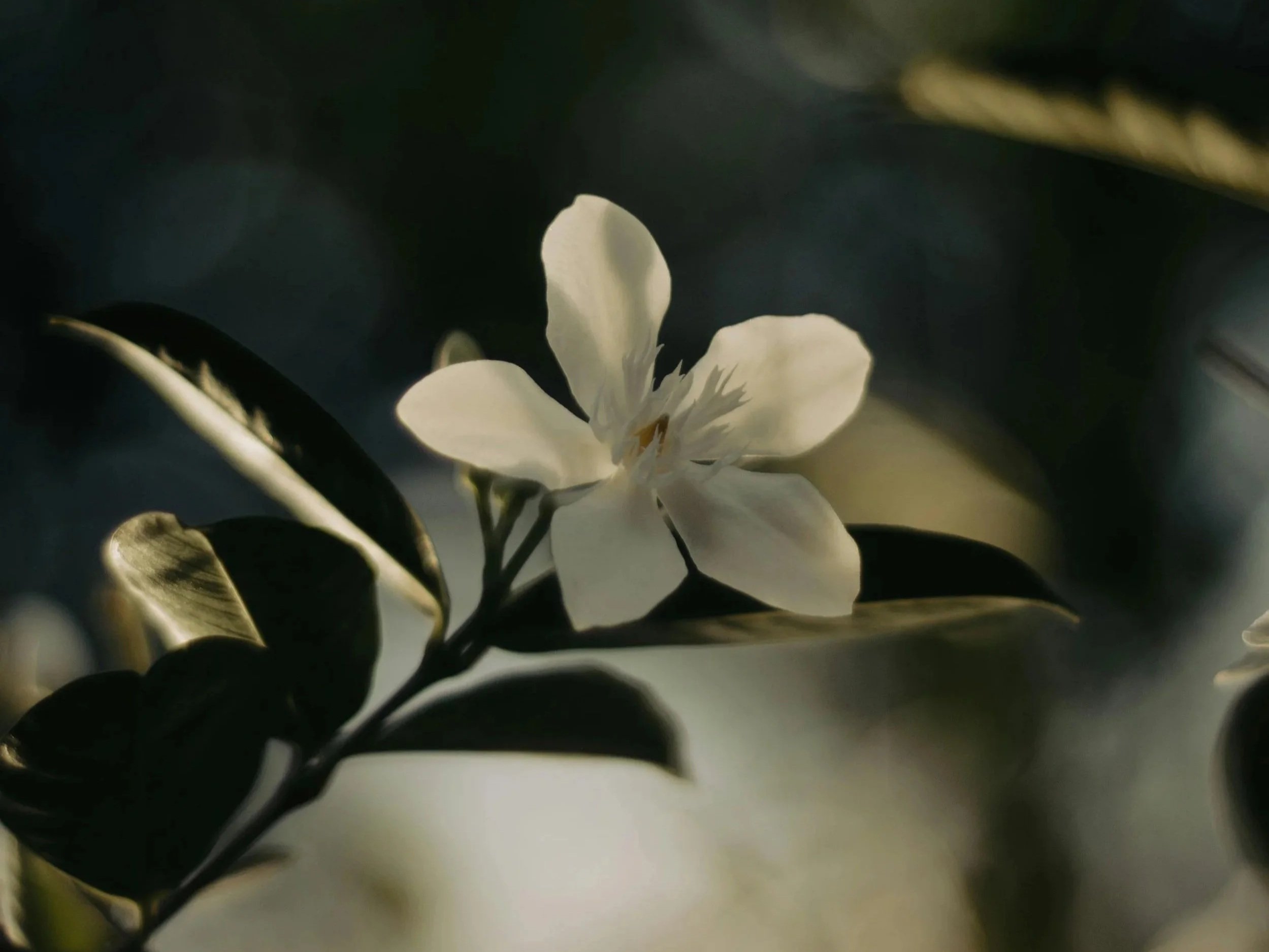 Close-up of a white flower with dark green leaves, softly illuminated with a dark background.
