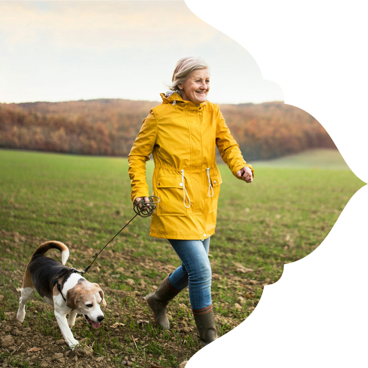 An elderly woman in a yellow raincoat walking her beagle dog in an open field with trees in the background.