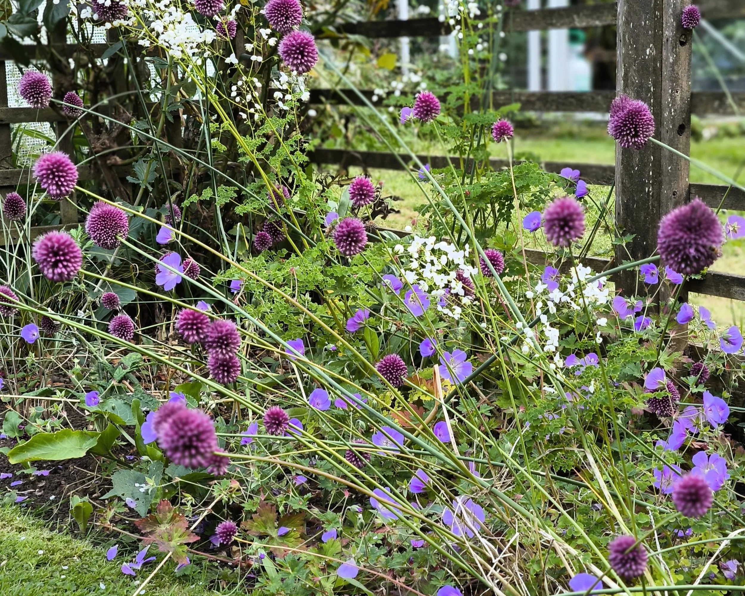 Garden border filled with purple flowers