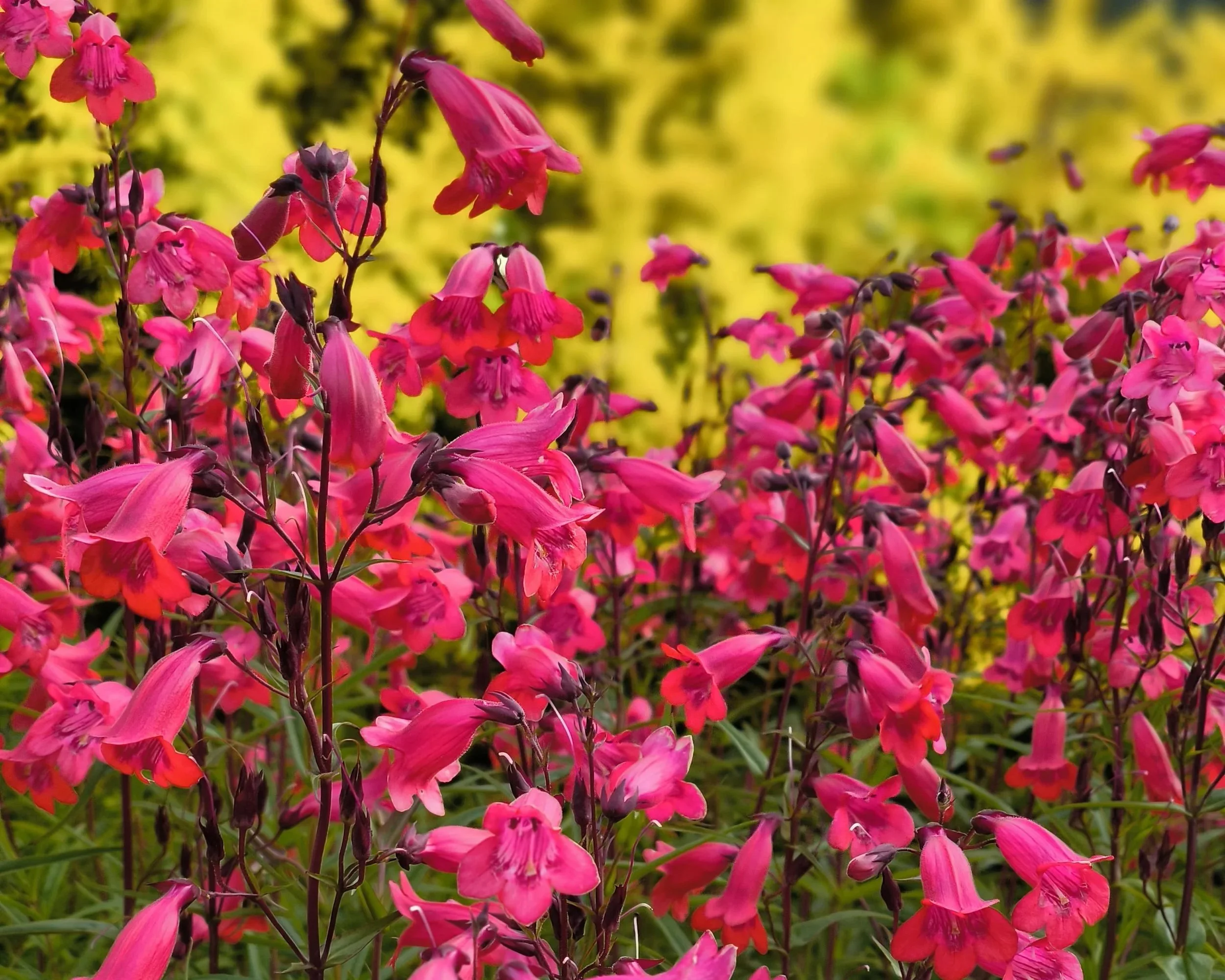 vibrant pink flowers in artfully designed beds that add life, texture, and colour to any garden border.