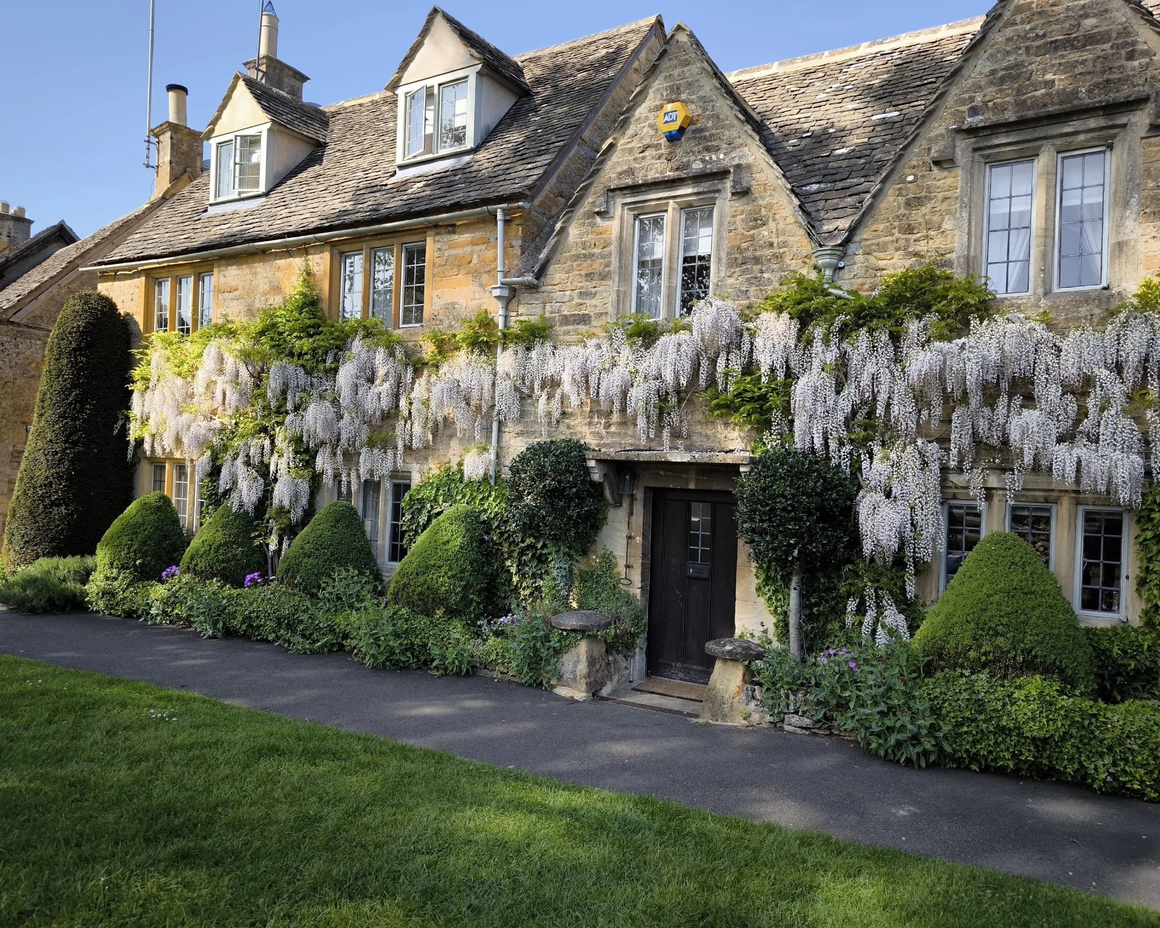 Beauty of bloomed wisteria on a cottage garden featuring stunning cascading purple blossoms and rustic charm.