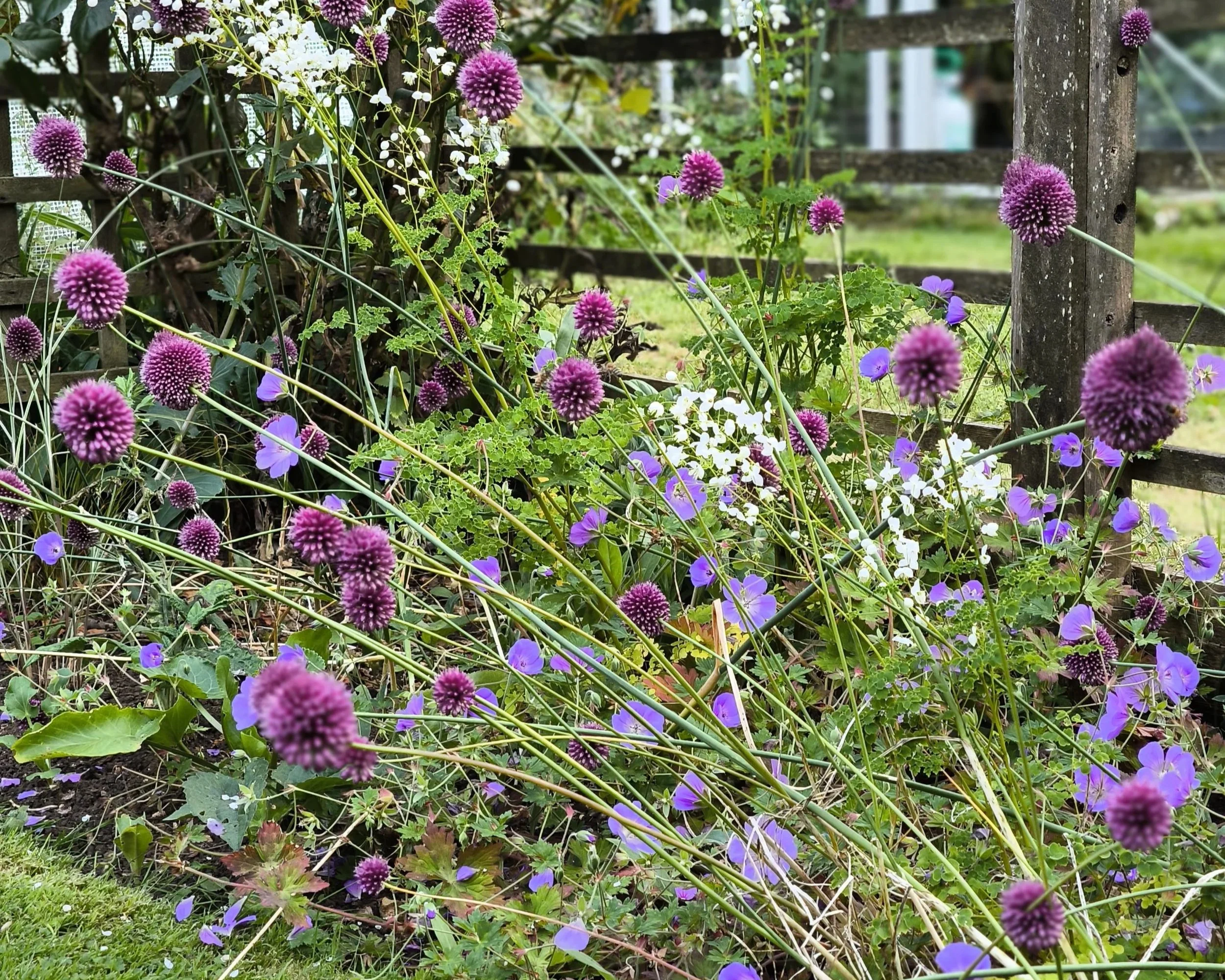 Freshly planted iris flowers adding seasonal garden colours to any garden or garden border.