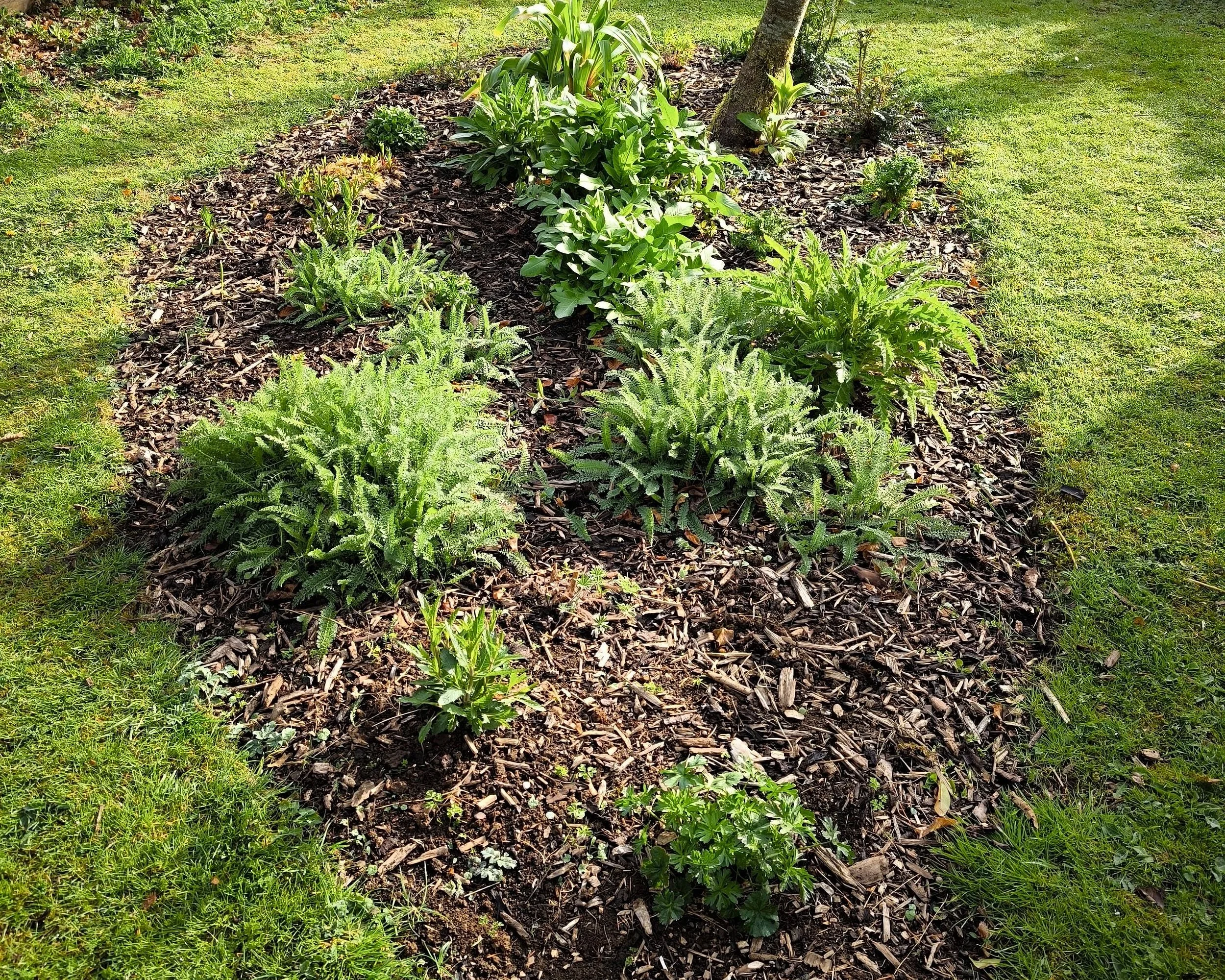 Beautifully designed garden border in the middle of the garden. Filled with plants and mulch to create a vibrant and healthy outdoor space.
