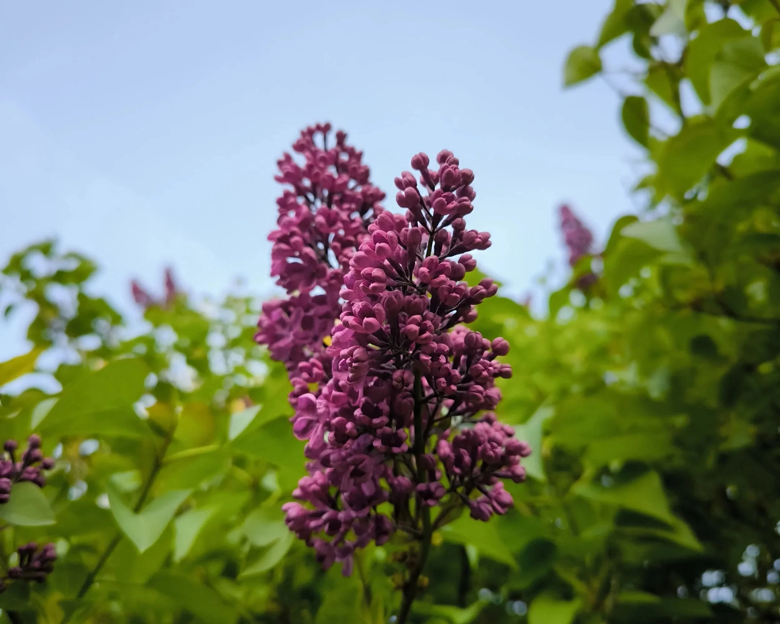 Bloomed iris flowers planted in a garden border adding seasonal garden colours.