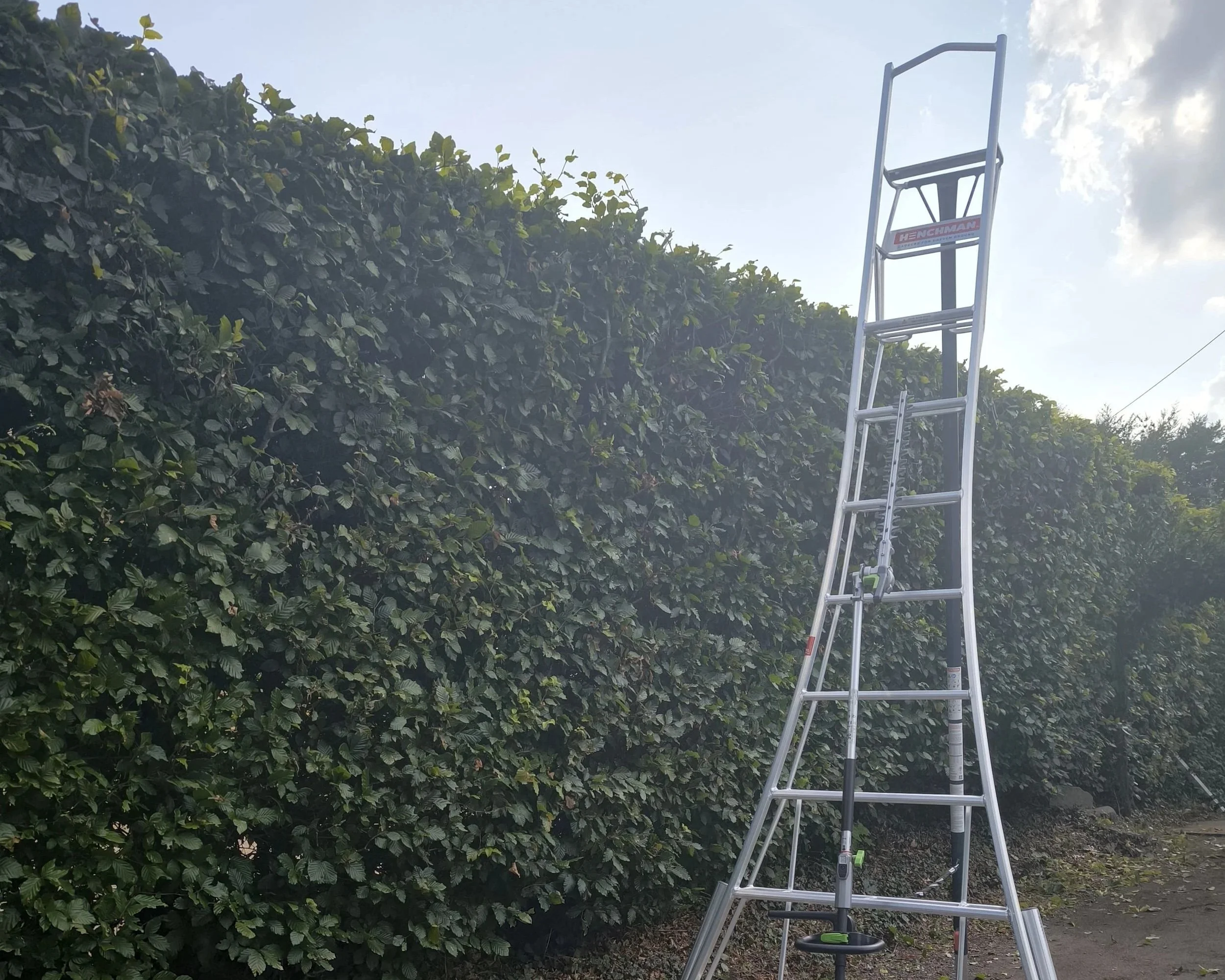 Perfectly trimmed garden hedge on a summers day.
