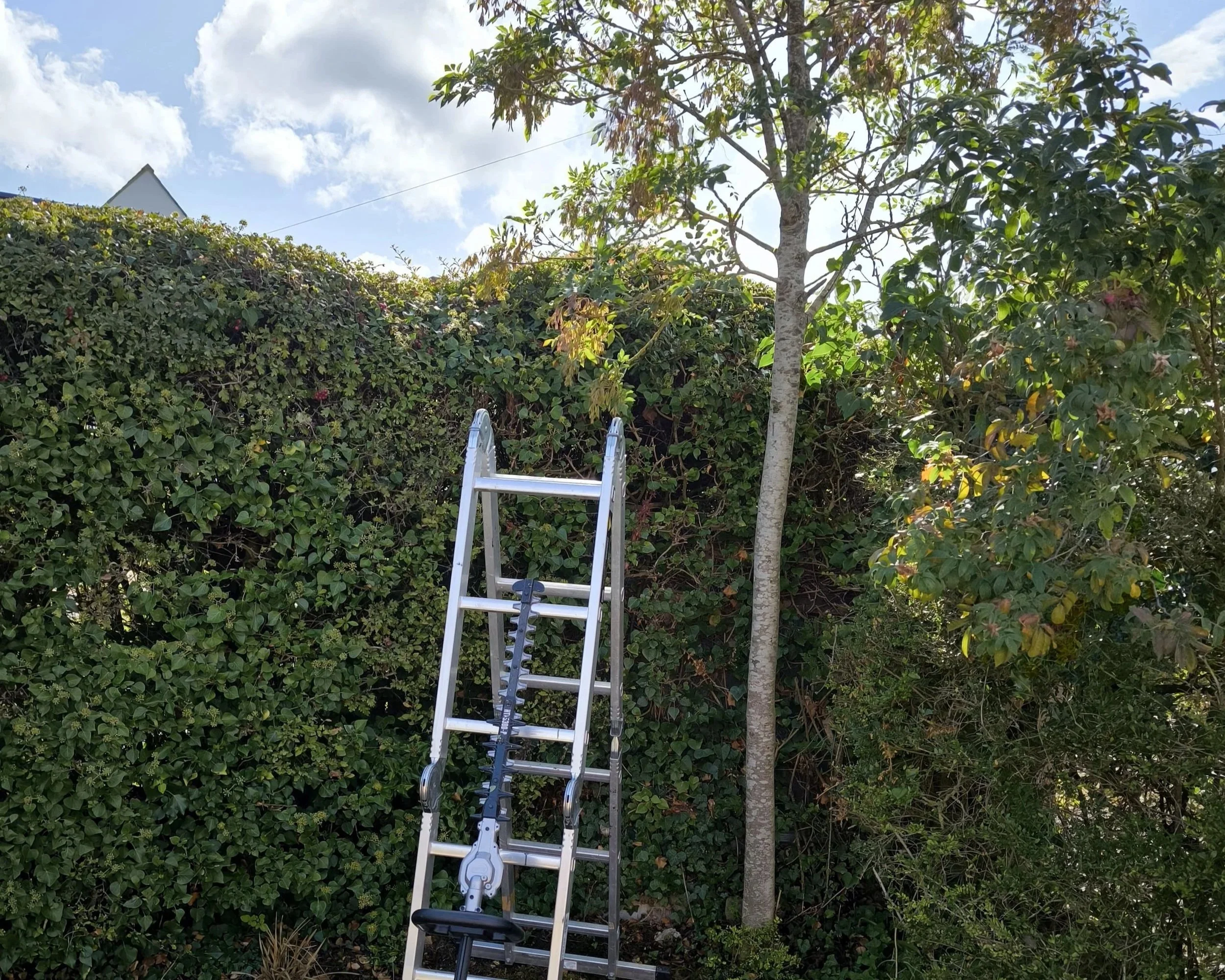 Gardeners ladders resting against a freshly trimmed garden hedge and pruned tree.