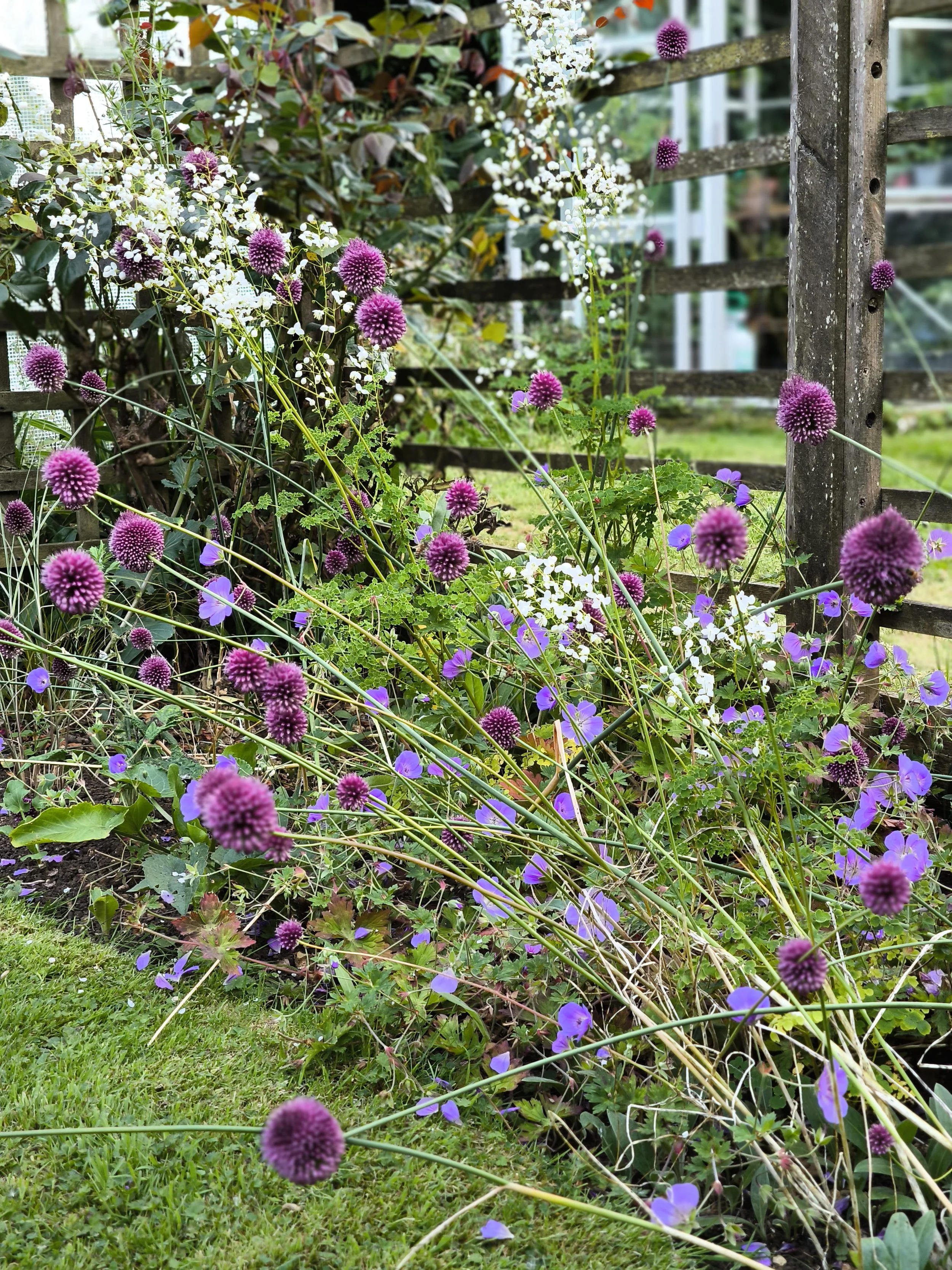 Garden border filled with purple flowers