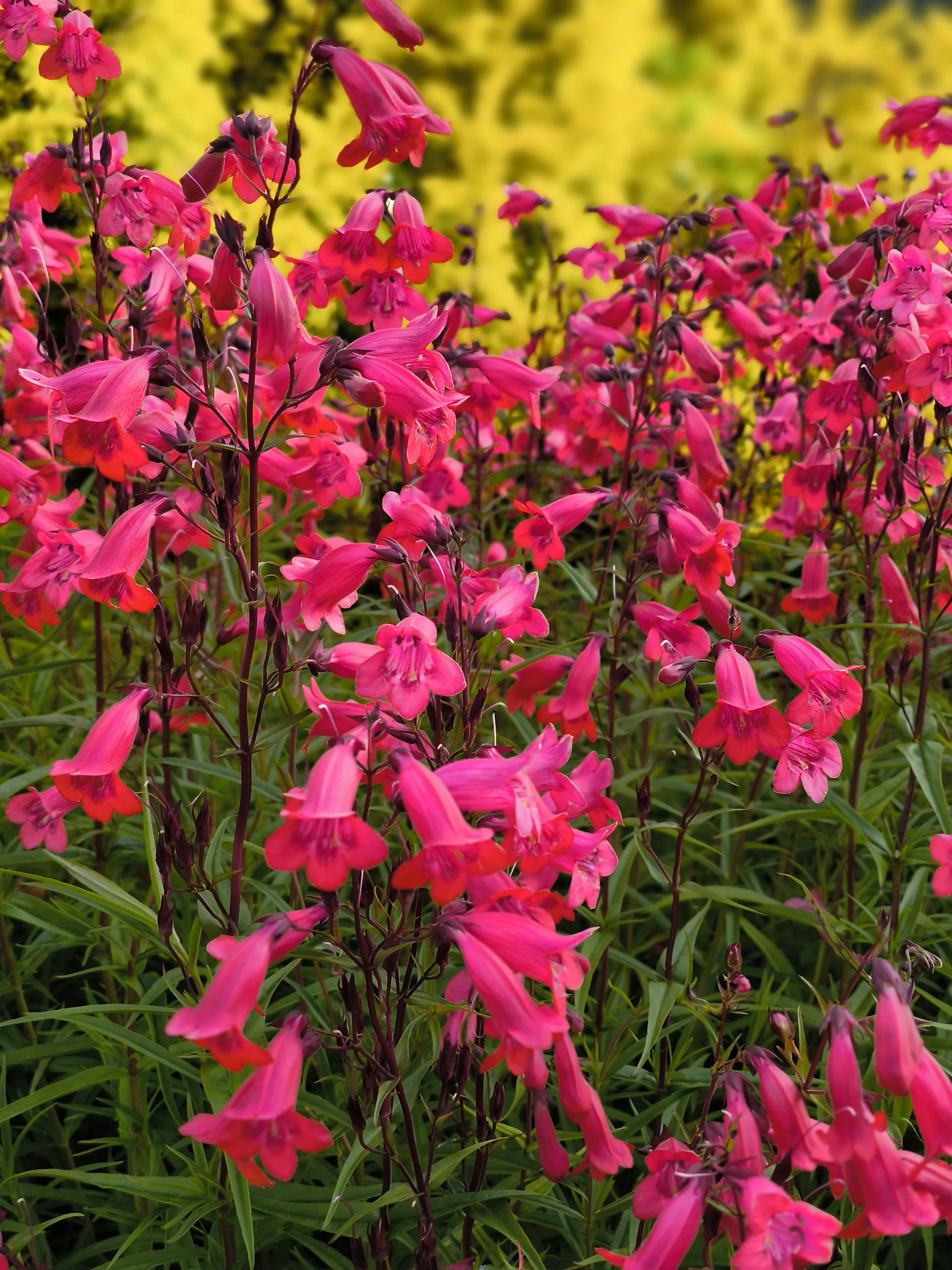 Freshly planted pink flowers adding garden colour