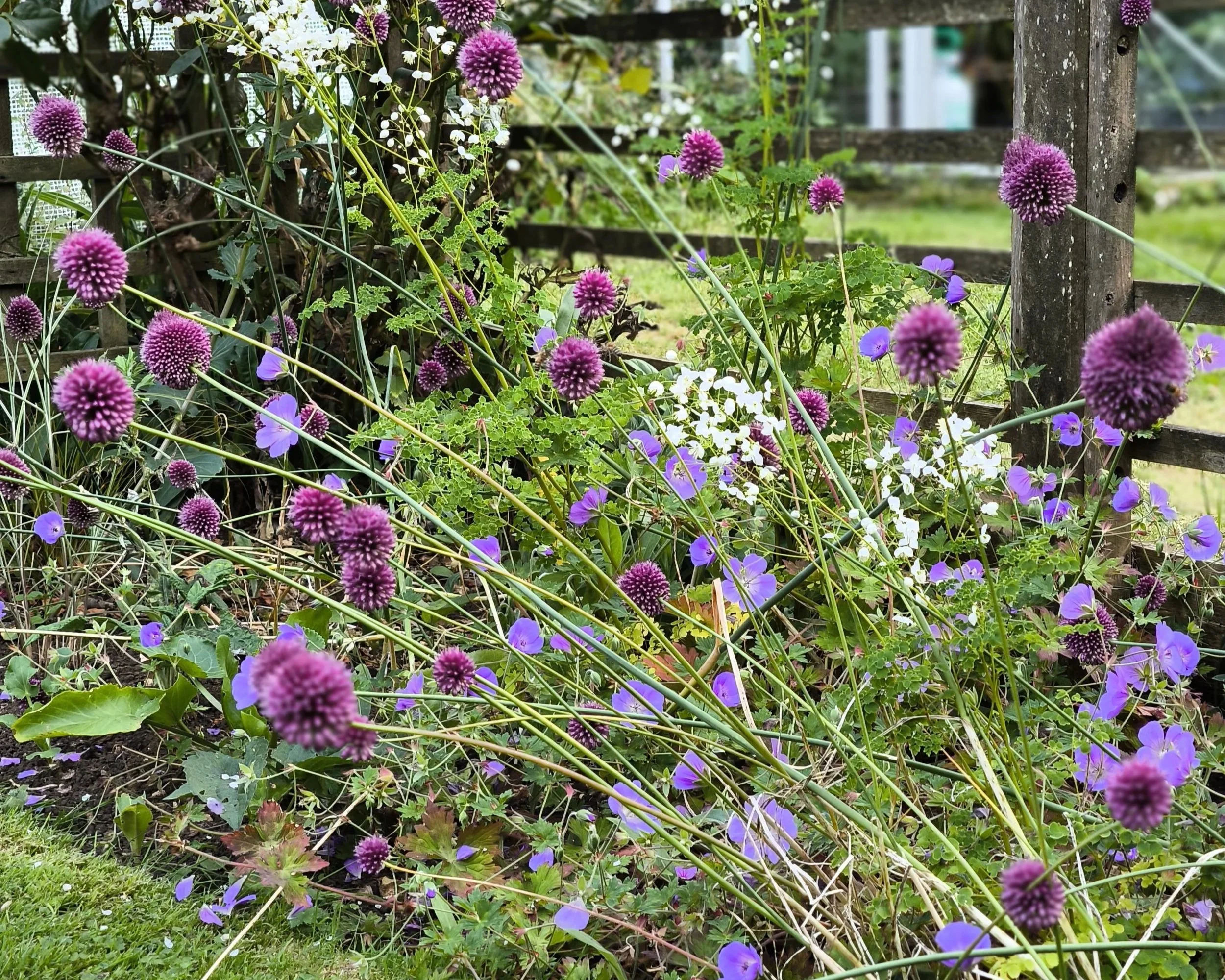 A garden bed with purple globe-shaped flowers, purple and white daisy-like flowers, and greenery, enclosed by a weathered wooden fence.