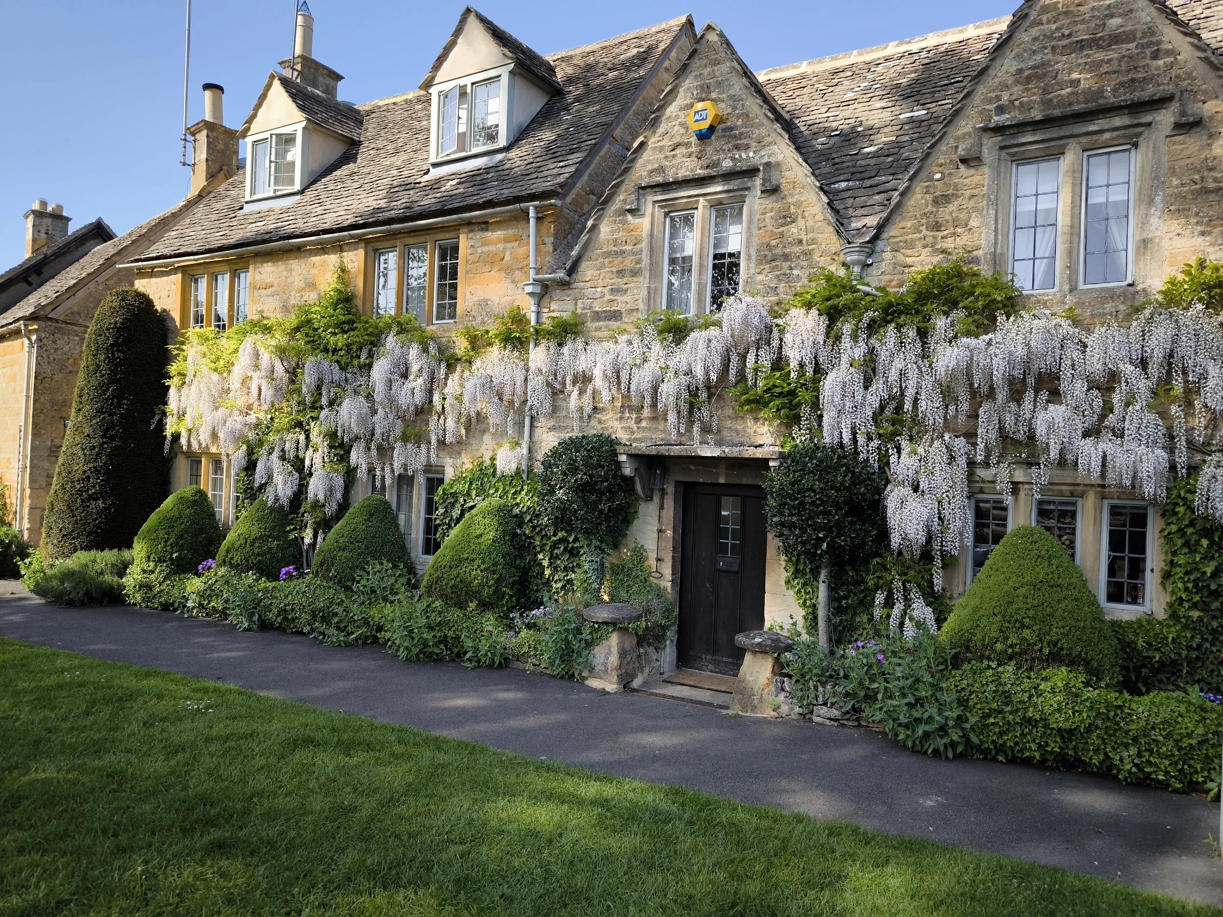freshly bloomed wisteria on the outside of a cottage wall