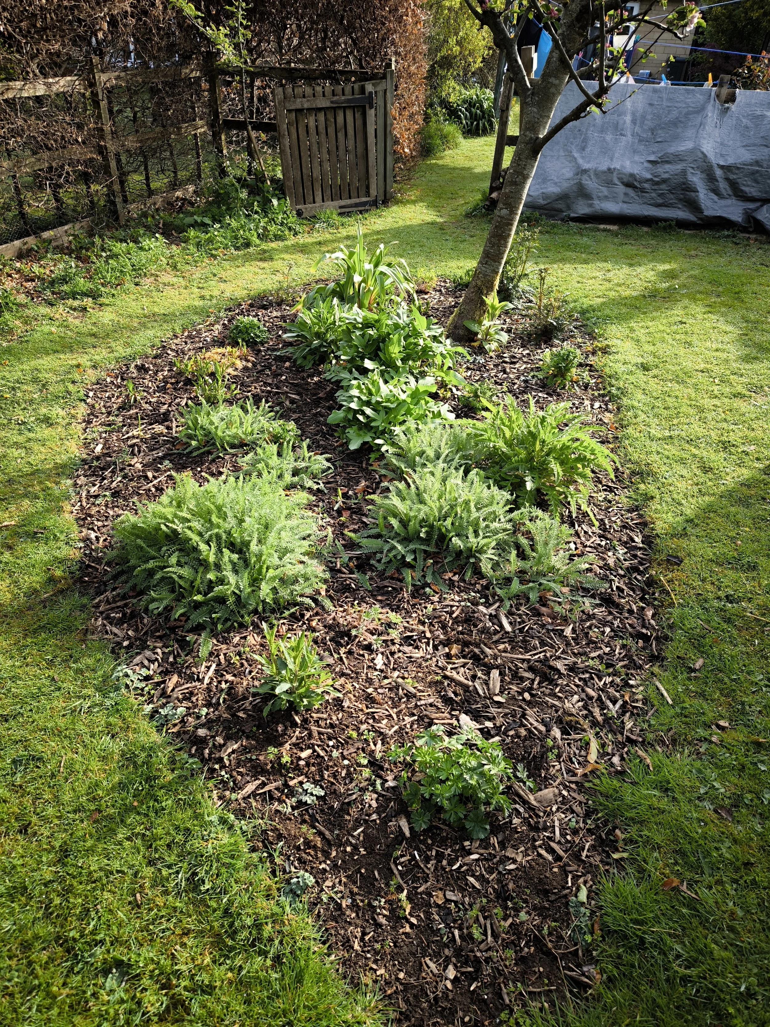 A vegetable garden bed with various green plants, including ferns and leafy greens, surrounded by grass and a small tree, in a backyard with a fence, gate, and garden structures in the background.