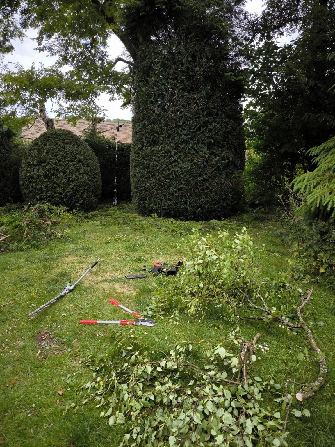 A backyard garden with trimmed bushes and trees, gardening tools, and fallen branches on the grass.