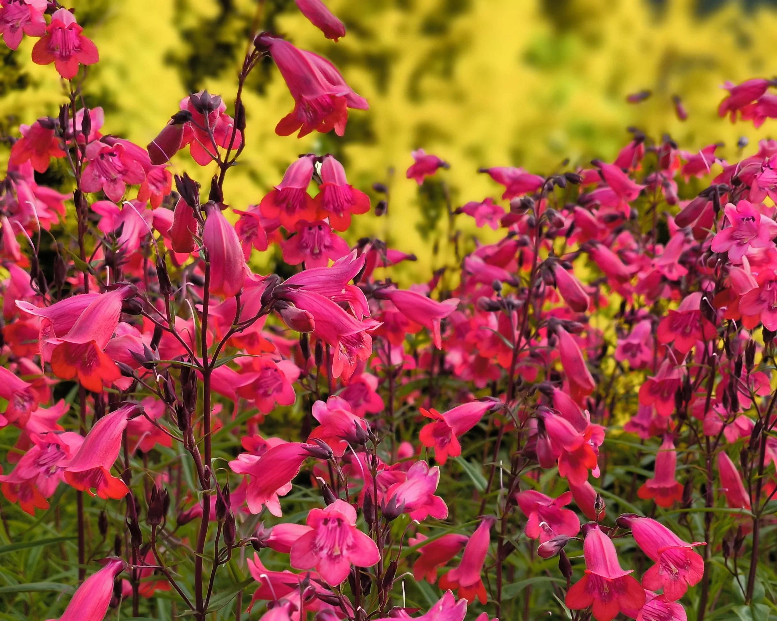 Close-up of pink and purple flowers in a garden with a blurred yellow background.
