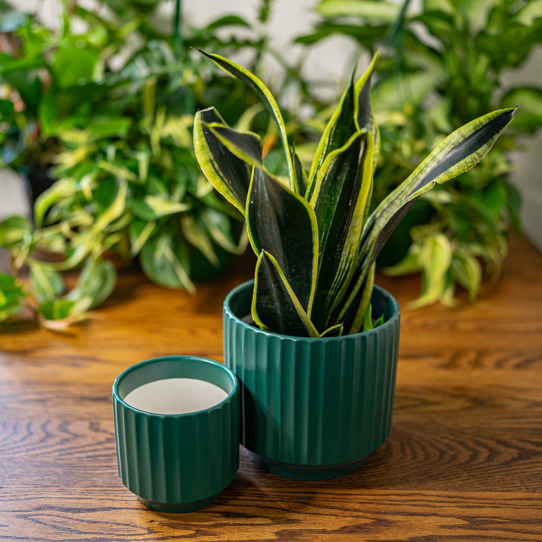 A potted snake plant with long green and yellow variegated leaves in a matching green ribbed pot, positioned on a wooden table, with a small teal ribbed container next to it, and green leafy plants in the background.