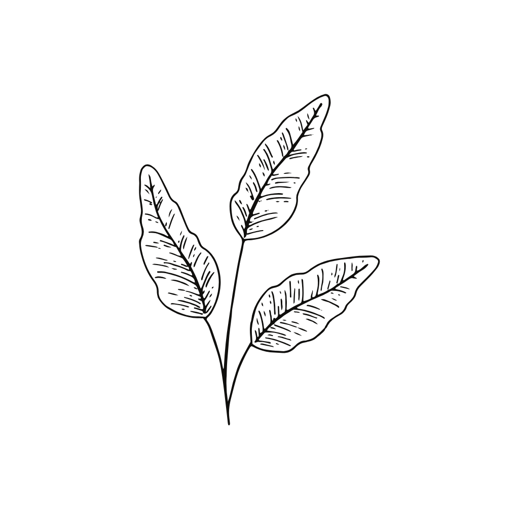 Drei längliche, spitz zulaufende Blätter an einem Stiel.