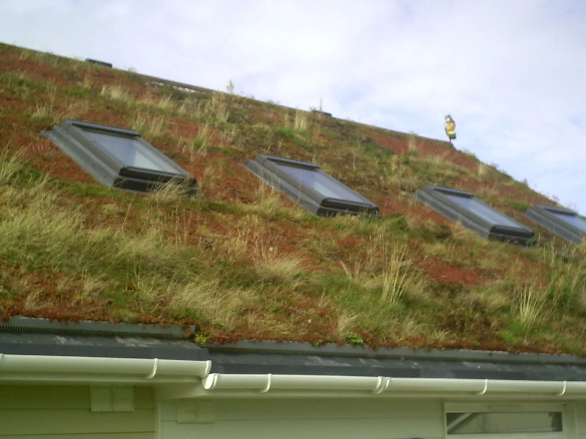 View of a green roof with plants and three skylights seen from inside a building, with part of the gutter and roof structure in the foreground.