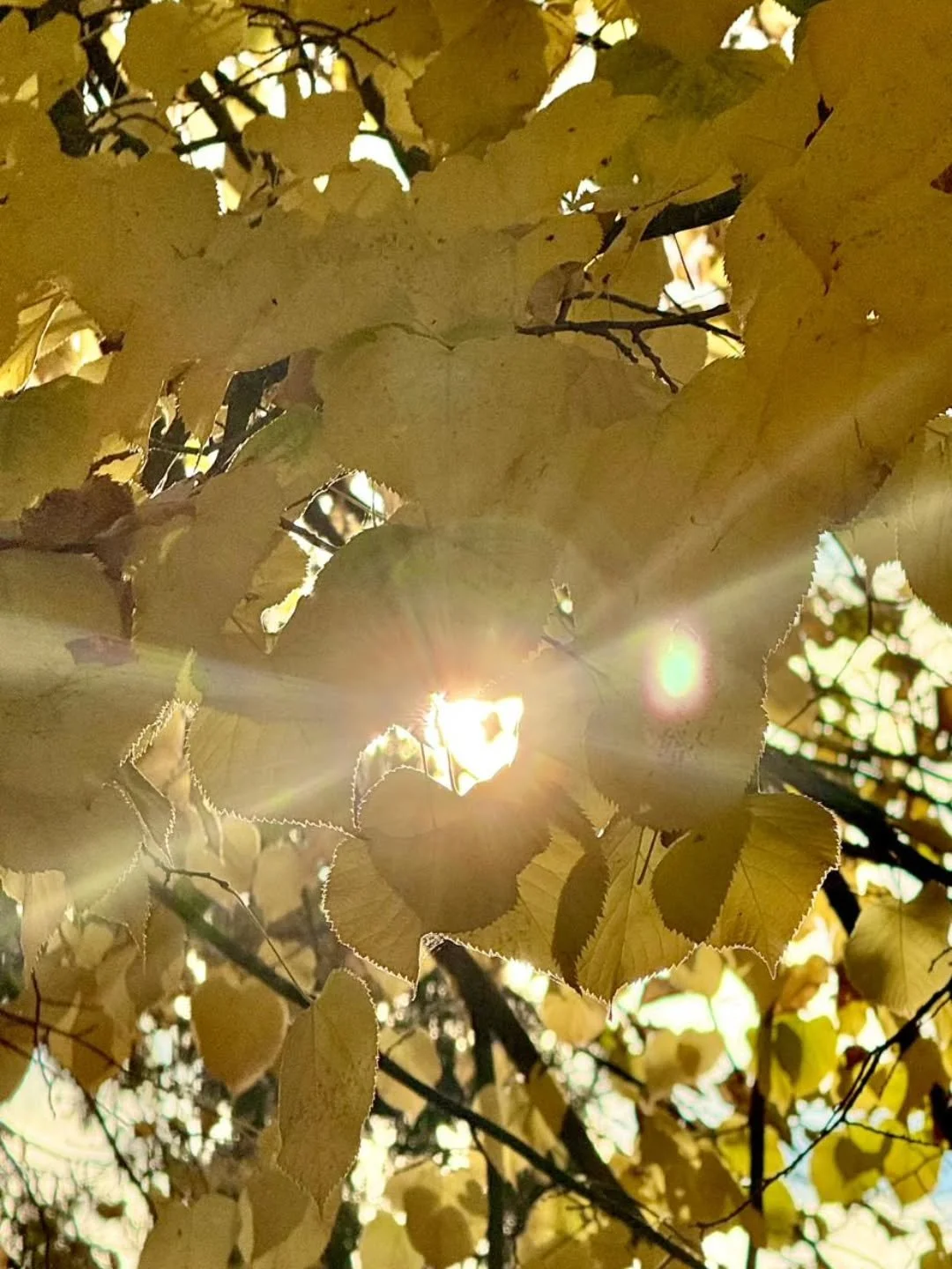 💛buon viaggio verso la luce, Pap&agrave; 🫶