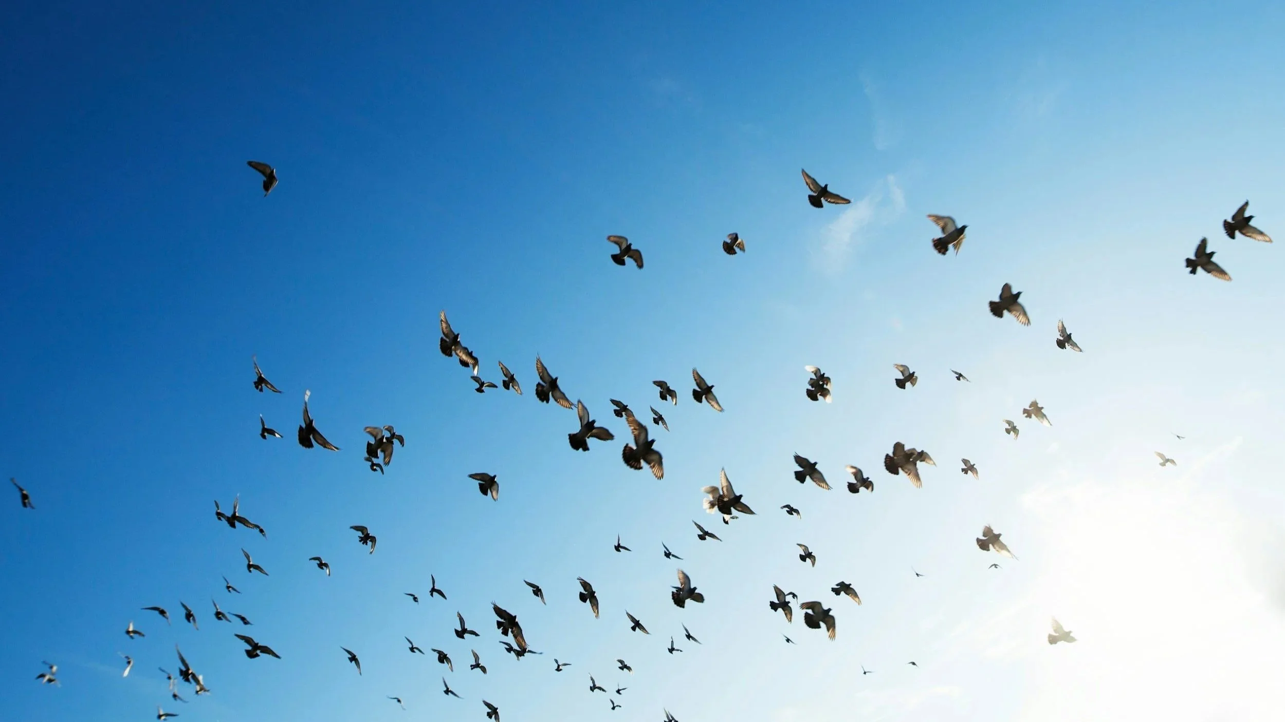 Liberté (en) action