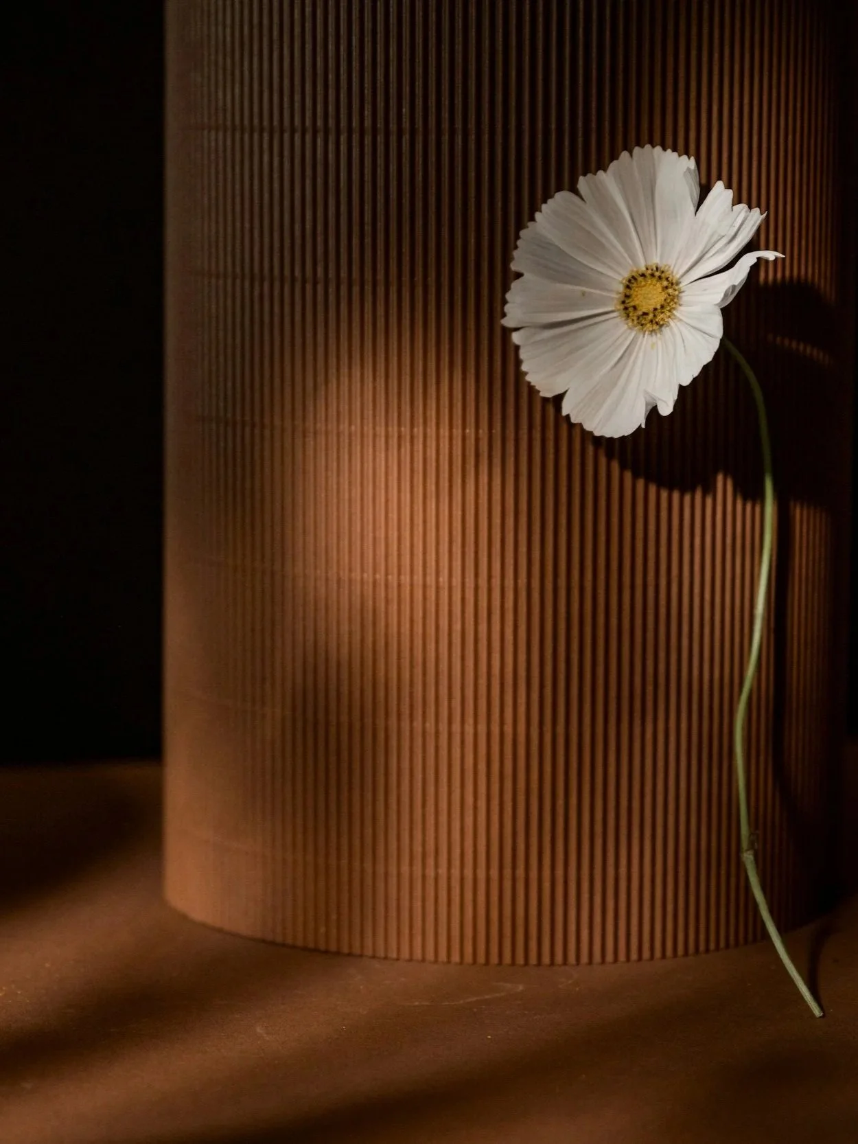 Une fleur blanche avec un centre jaune, suspendue à une tige, devant une surface en bois avec un motif vertical. La lumière crée un jeu d'ombres.