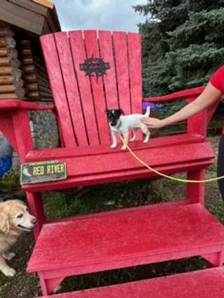 Dogposingforphotooponmainstreet.jpeg