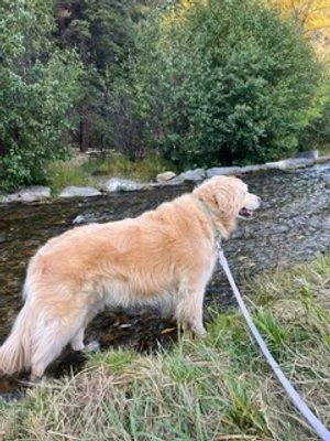 The Dog Lover's Guide to Red River, New Mexico