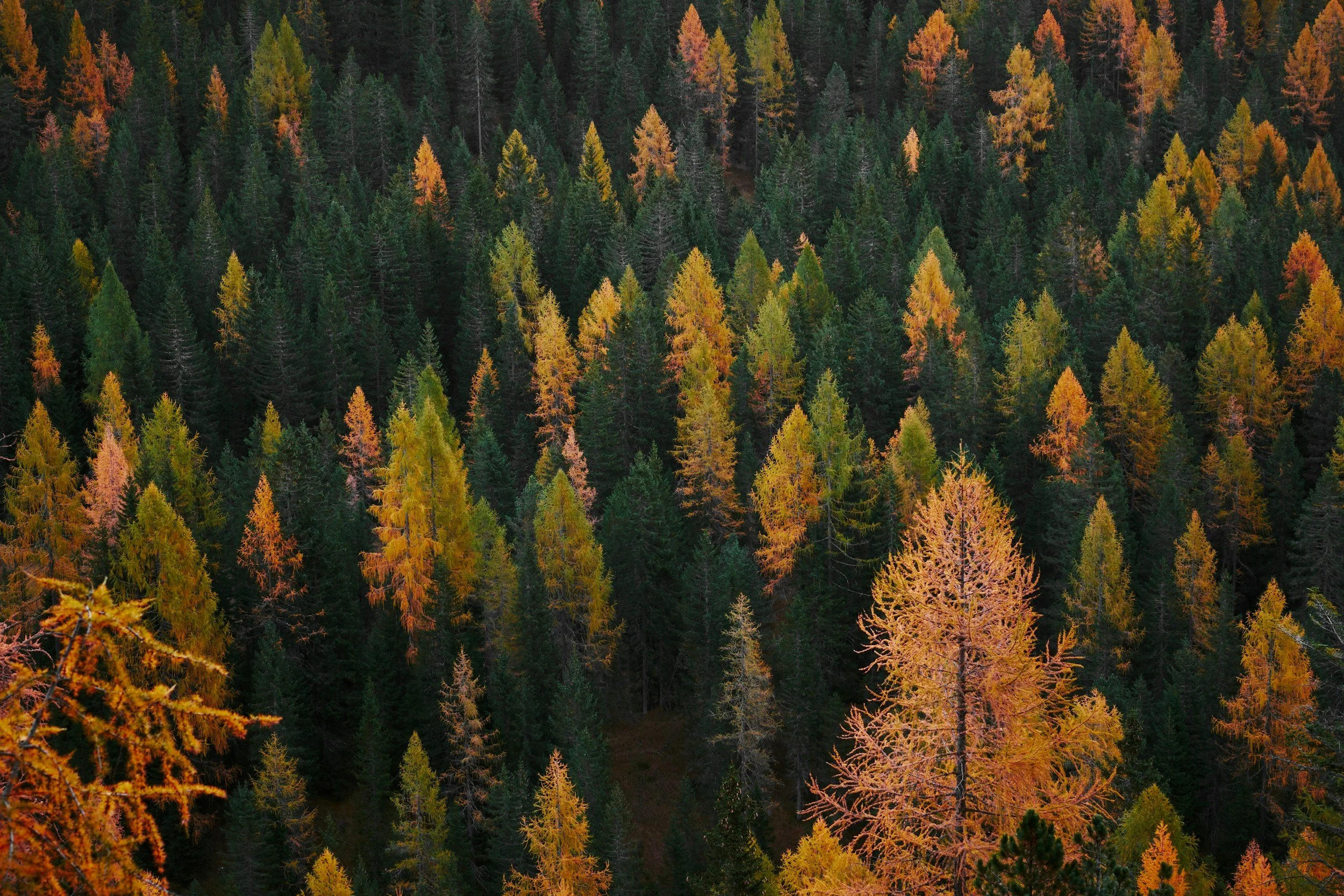 Your Guide to Fall in Red River, NM: What to Do, Where to Stay &amp; More