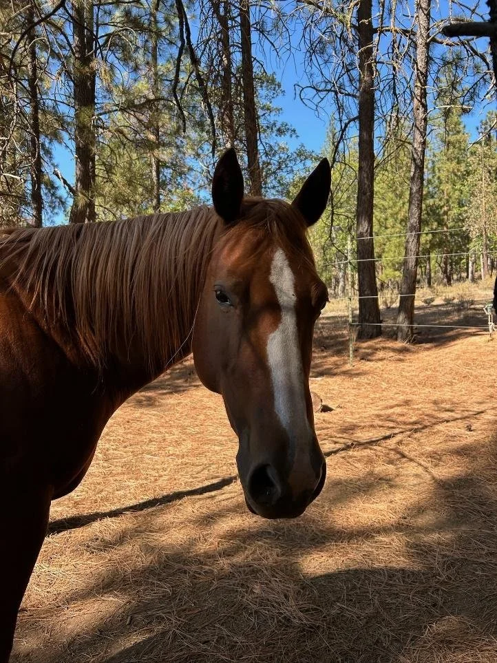 Chestnut horse at Ekone horse camp