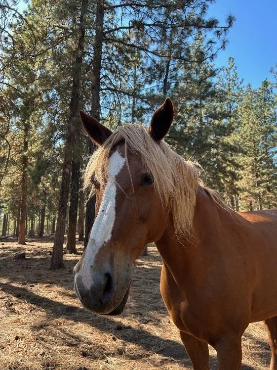 Chestnut horse with white flash at Ekone horse summer camp in washington state PNW