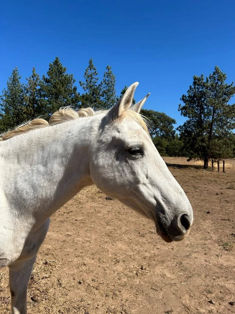 Profile picture of grey horse at Ekone camp