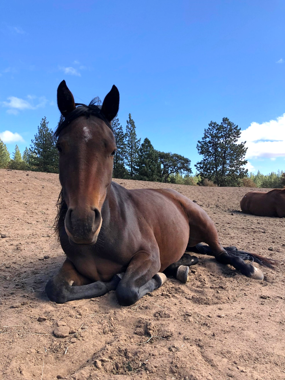 Bay horse lying down at horse camp at Ekone Ranch