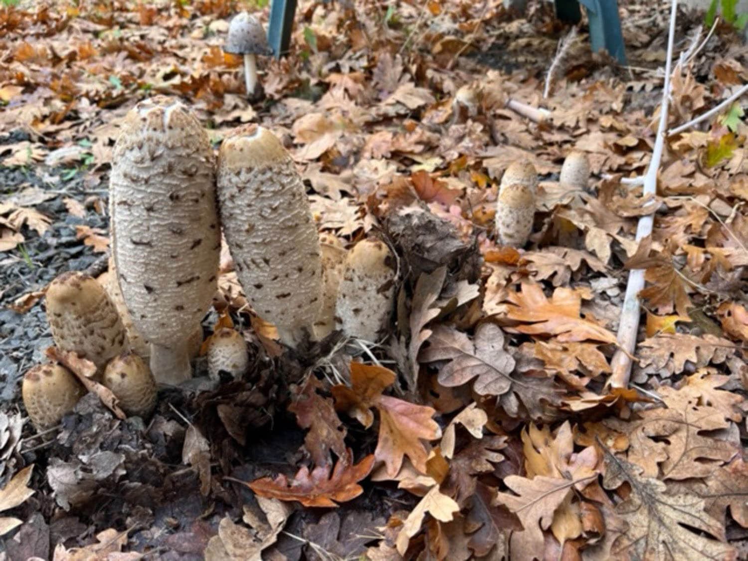 Cluster of earth mushrooms growing among fallen autumn leaves on the forest floor.