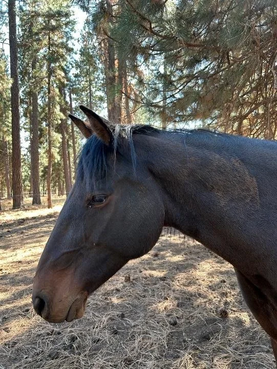 Bay horse at Ekone Ranch summer camp