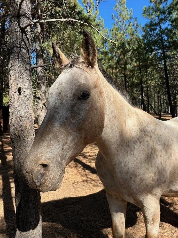 Horse at Ekone Ranch summer camp