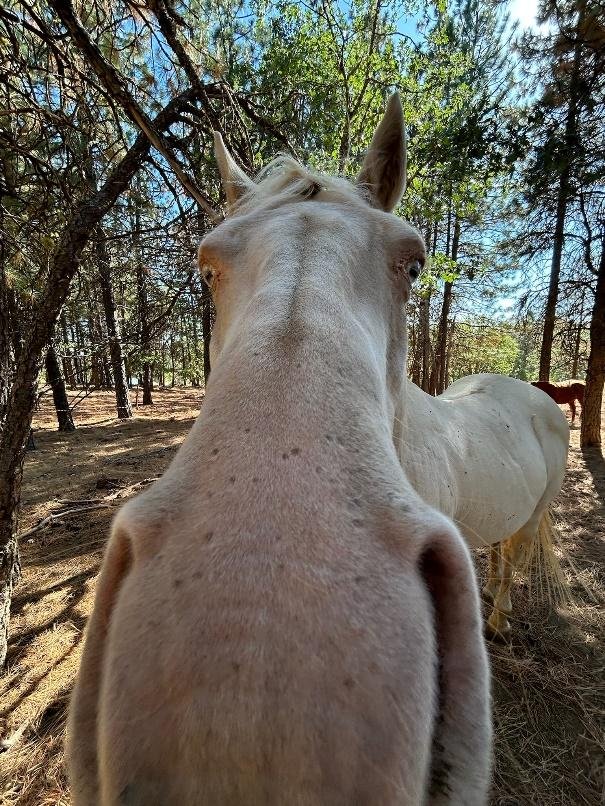 Grey horse with nose close to the camera at Ekone